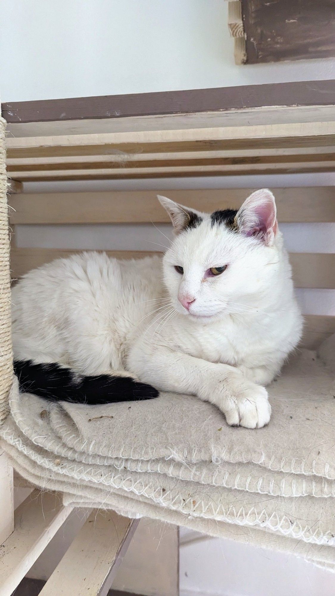 Photo d'un chat blanc au regard blasé allongé avec la tête relevé dans un arbre à chat.