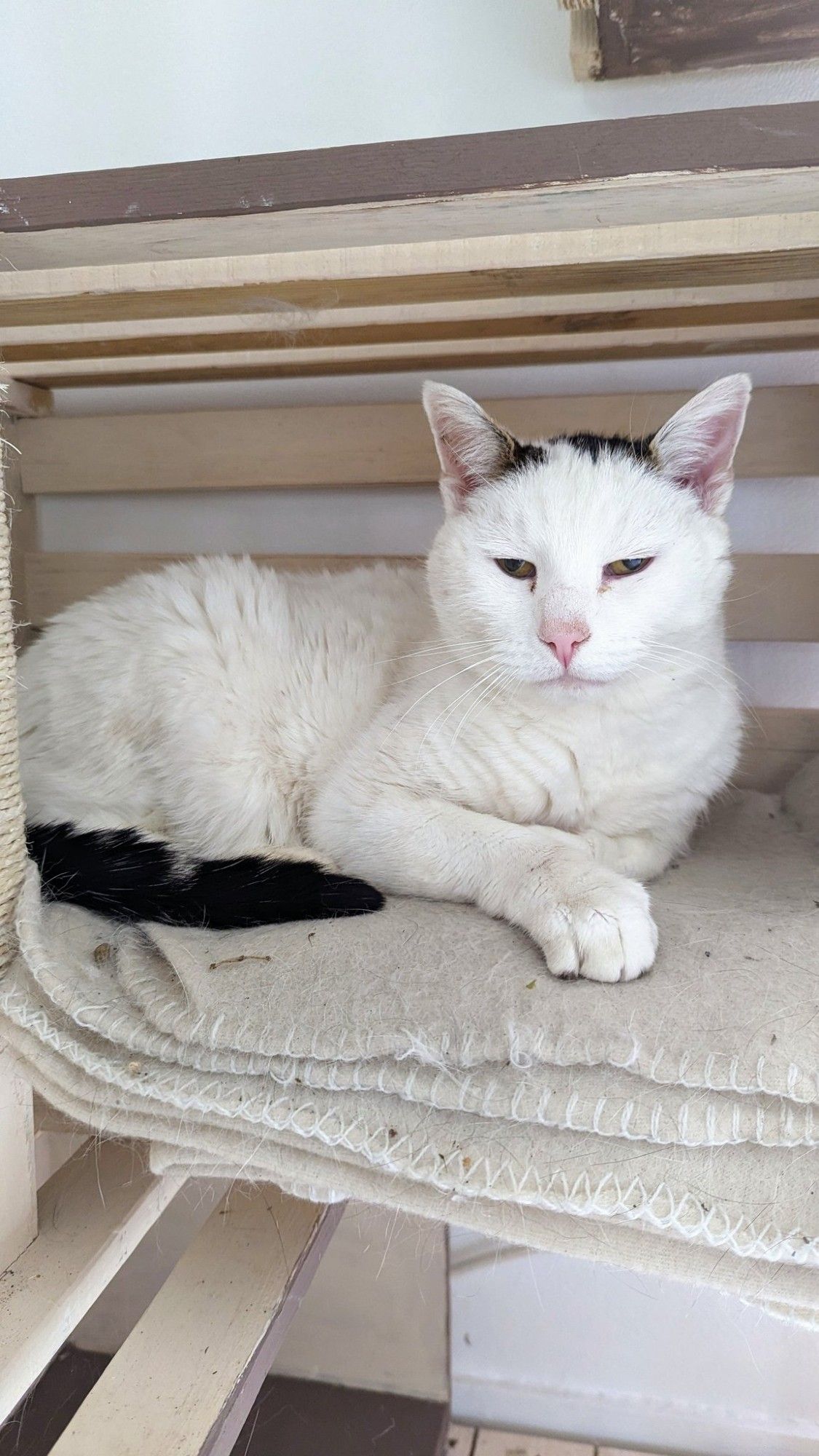 Photo d'un chat blanc au regard blasé allongé avec la tête relevé dans un arbre à chat.