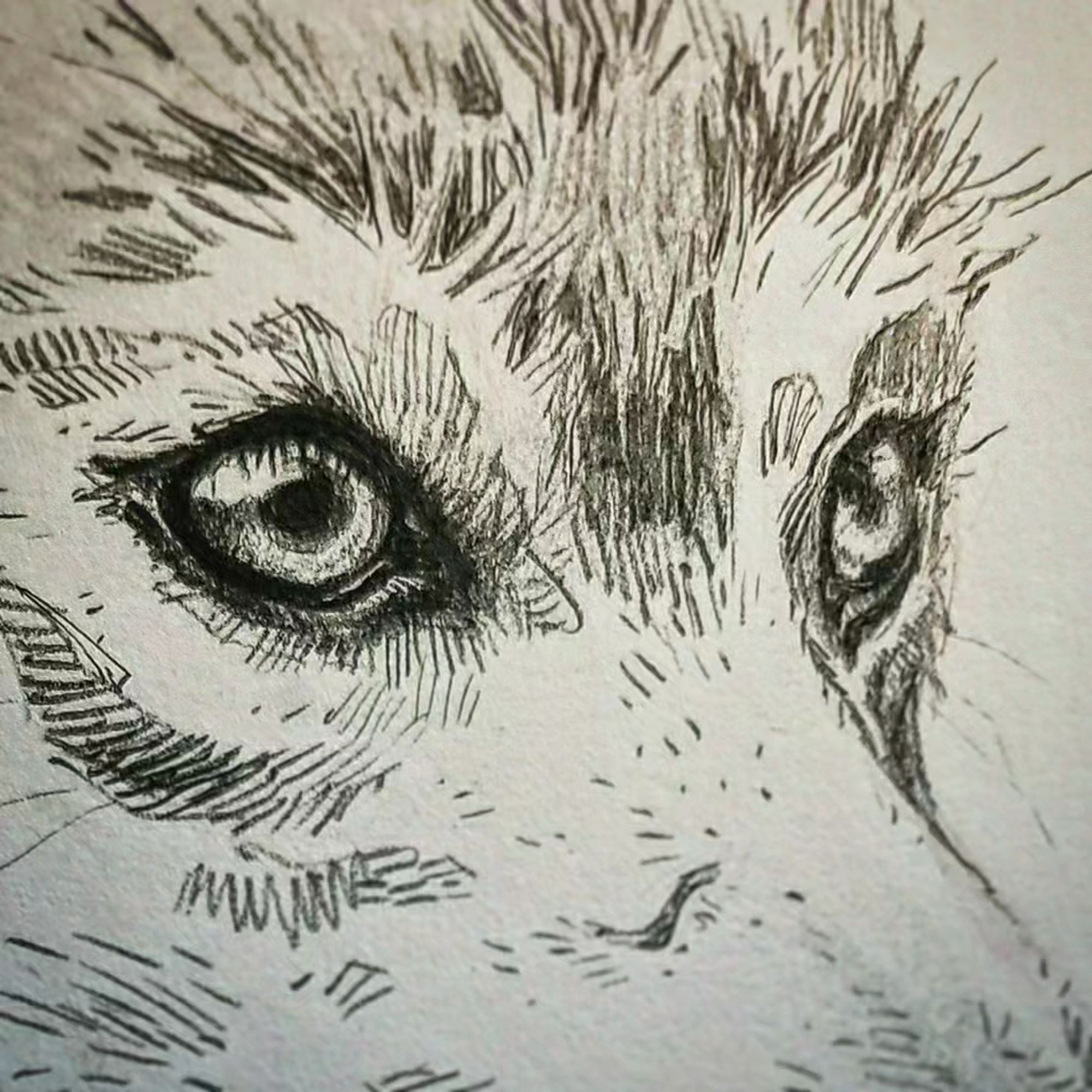 #pencildrawing of a #wolf head. His luminous #gaze looks into the distance.