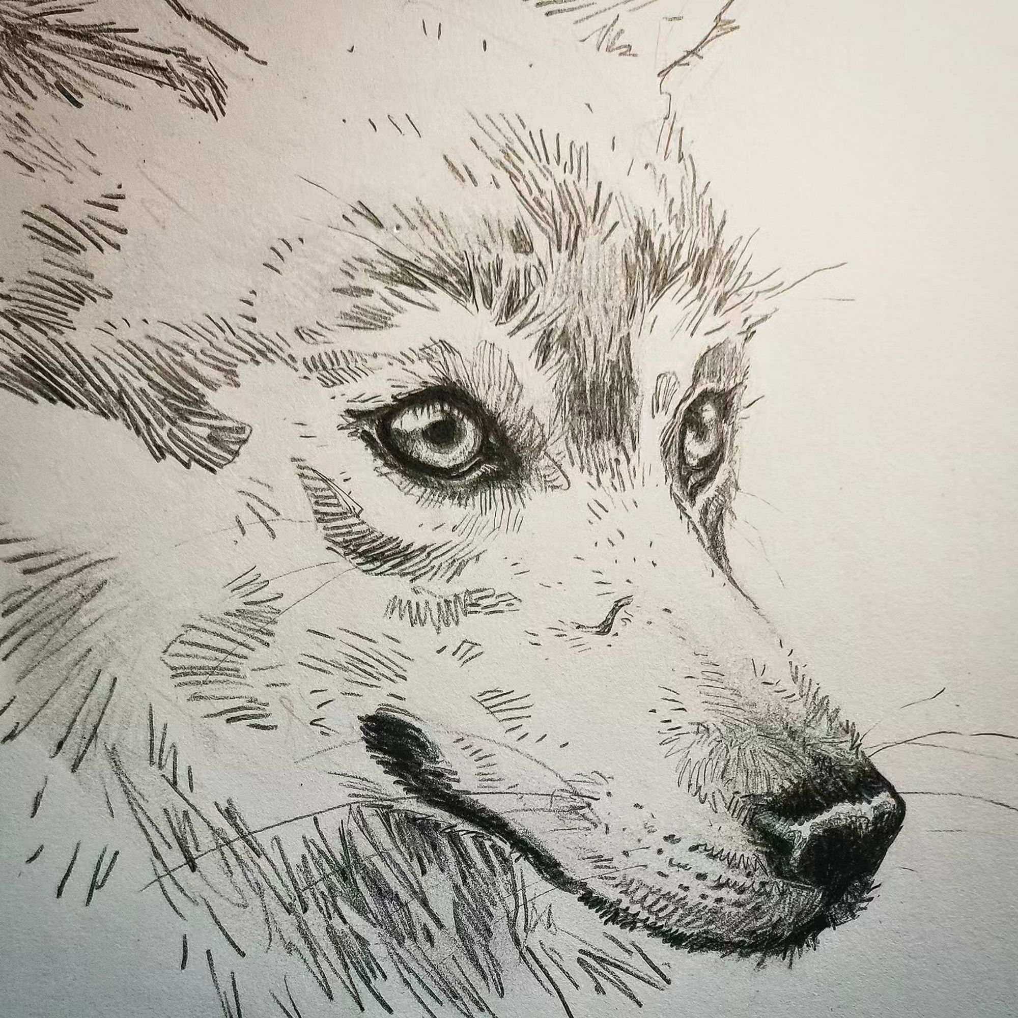 A #wolfdrawing made with pencil.