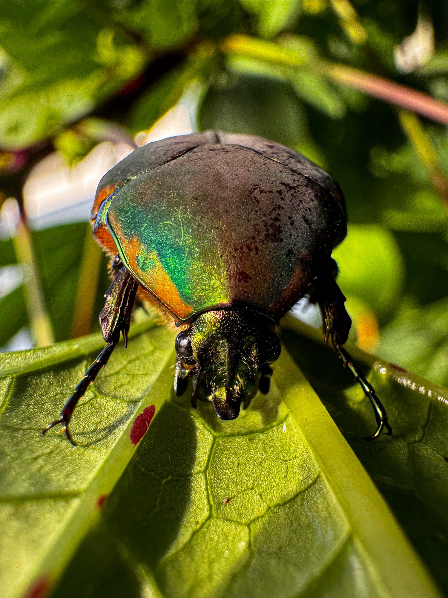 Shiny green beetle on a green leaf.