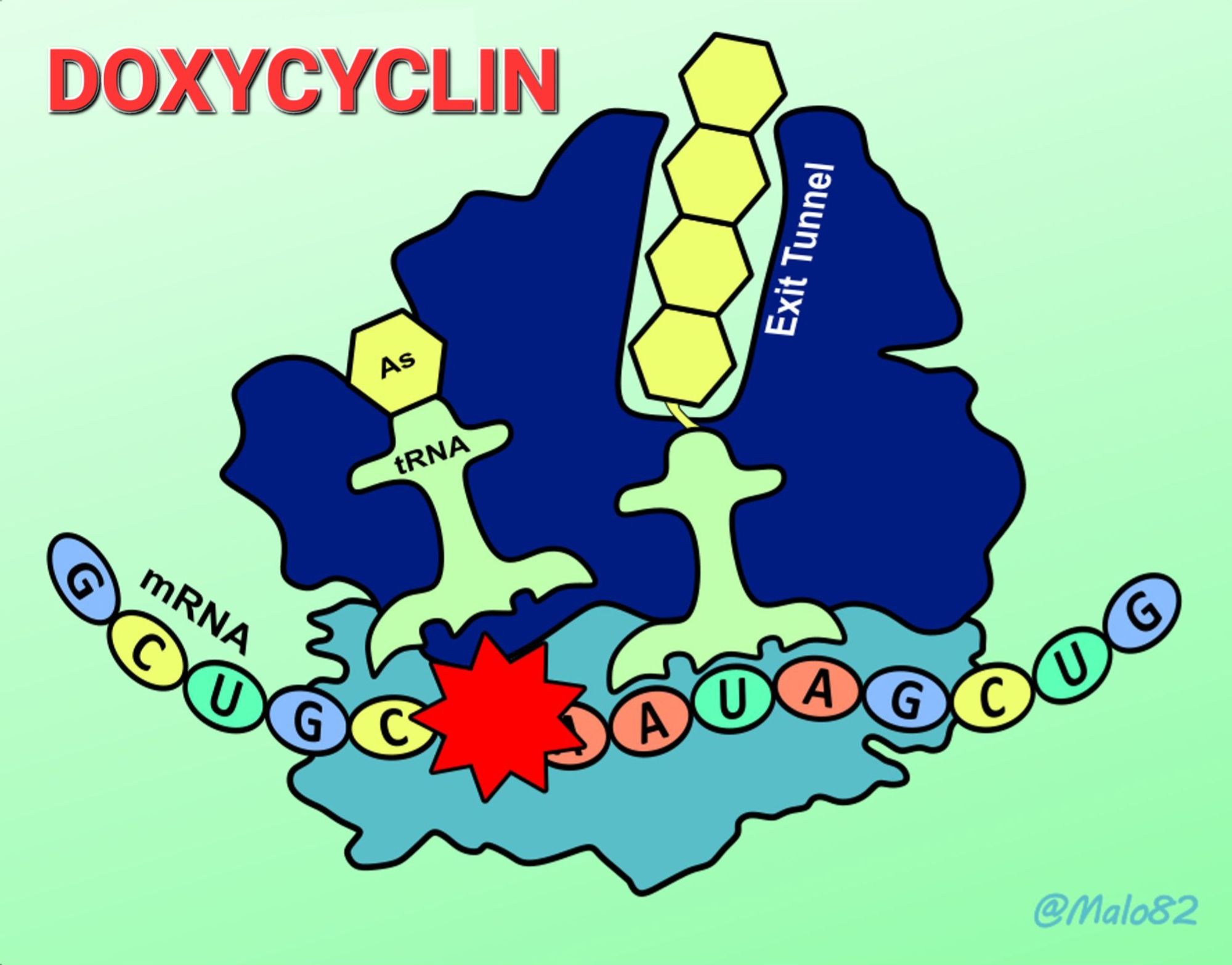 Schematische Darstellung des Ribosoms mit mRNA, 2 tRNAs und der wachsenden Peptidkette. Ein roter Stern, der das Doxycyclin symbolisiert, liegt auf der kleinen Untereinheit und der mRNA und verhindert so die Bindung der darüber liegenden tRNA.