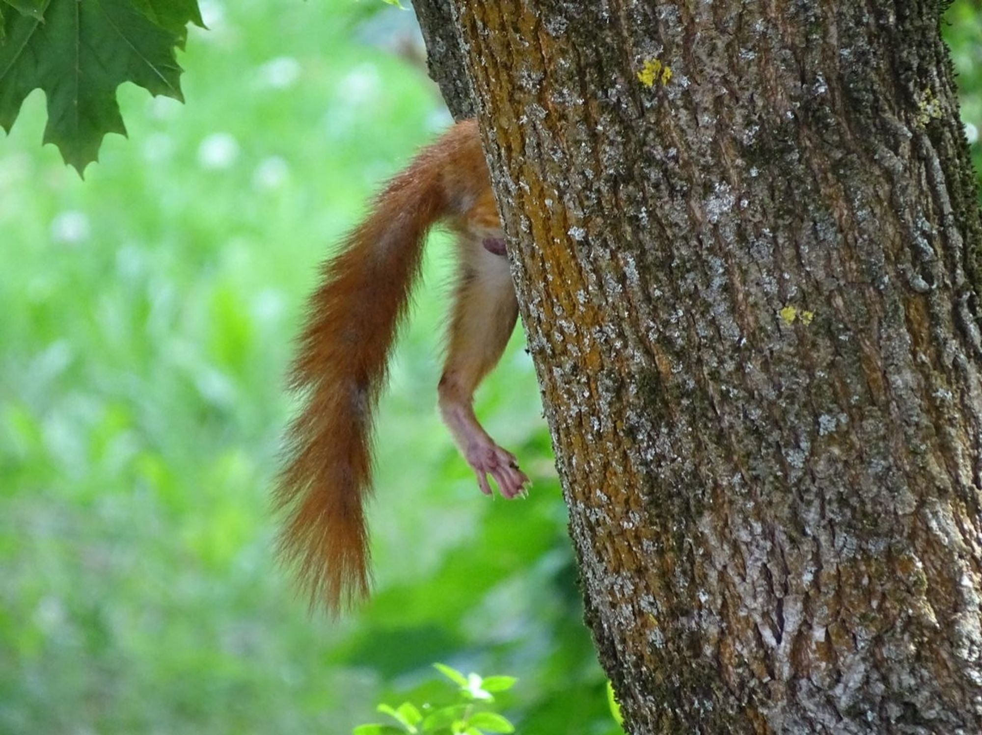 picture of a squirrel's tail and leg on a tree