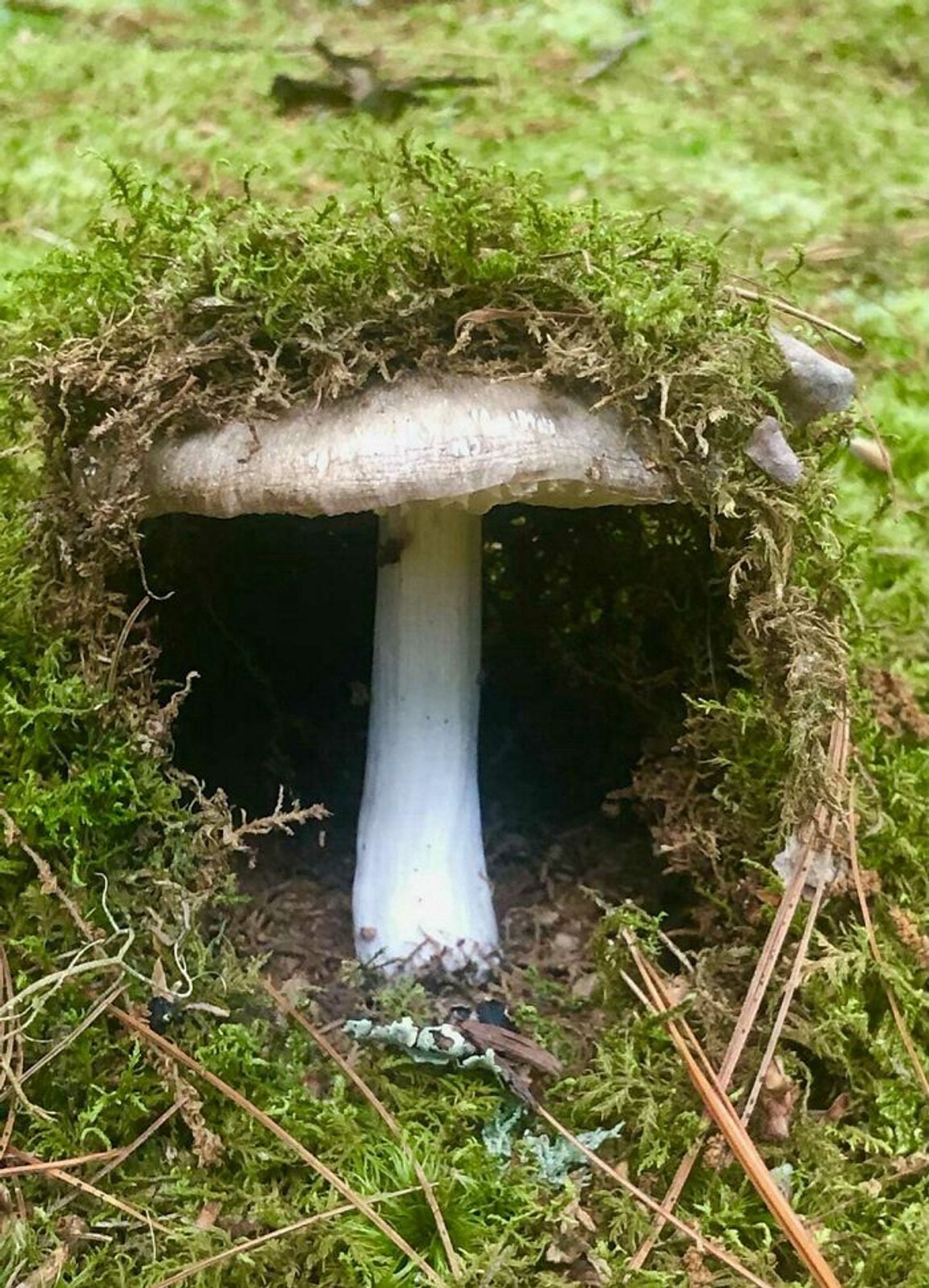 Image of a white mushroom that has been engulfed by turf, creating a little dark cave area behind it