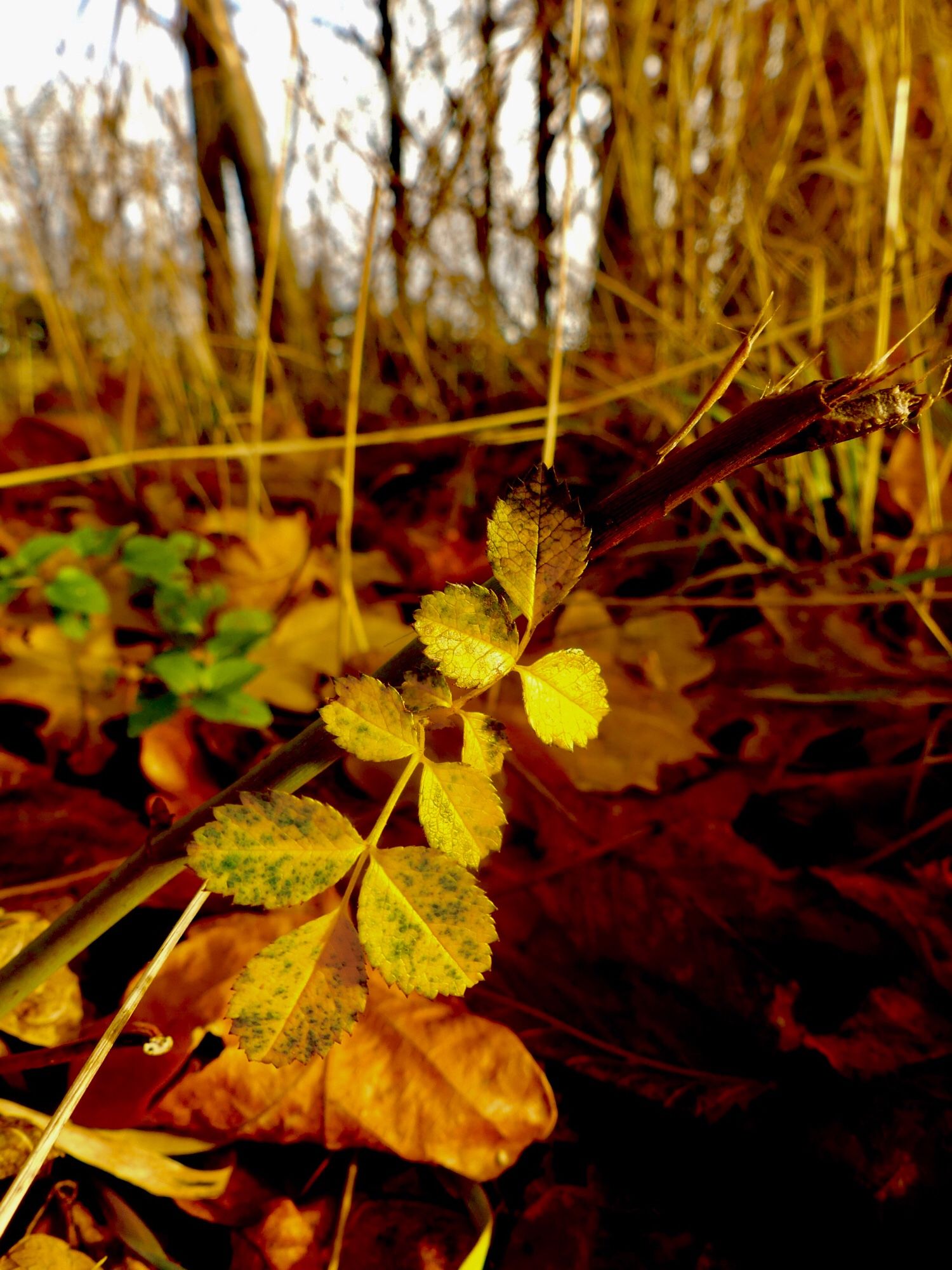 Kleine grüngelbe Blätter an einem Zweig. Vermutlich Rosenblätter.