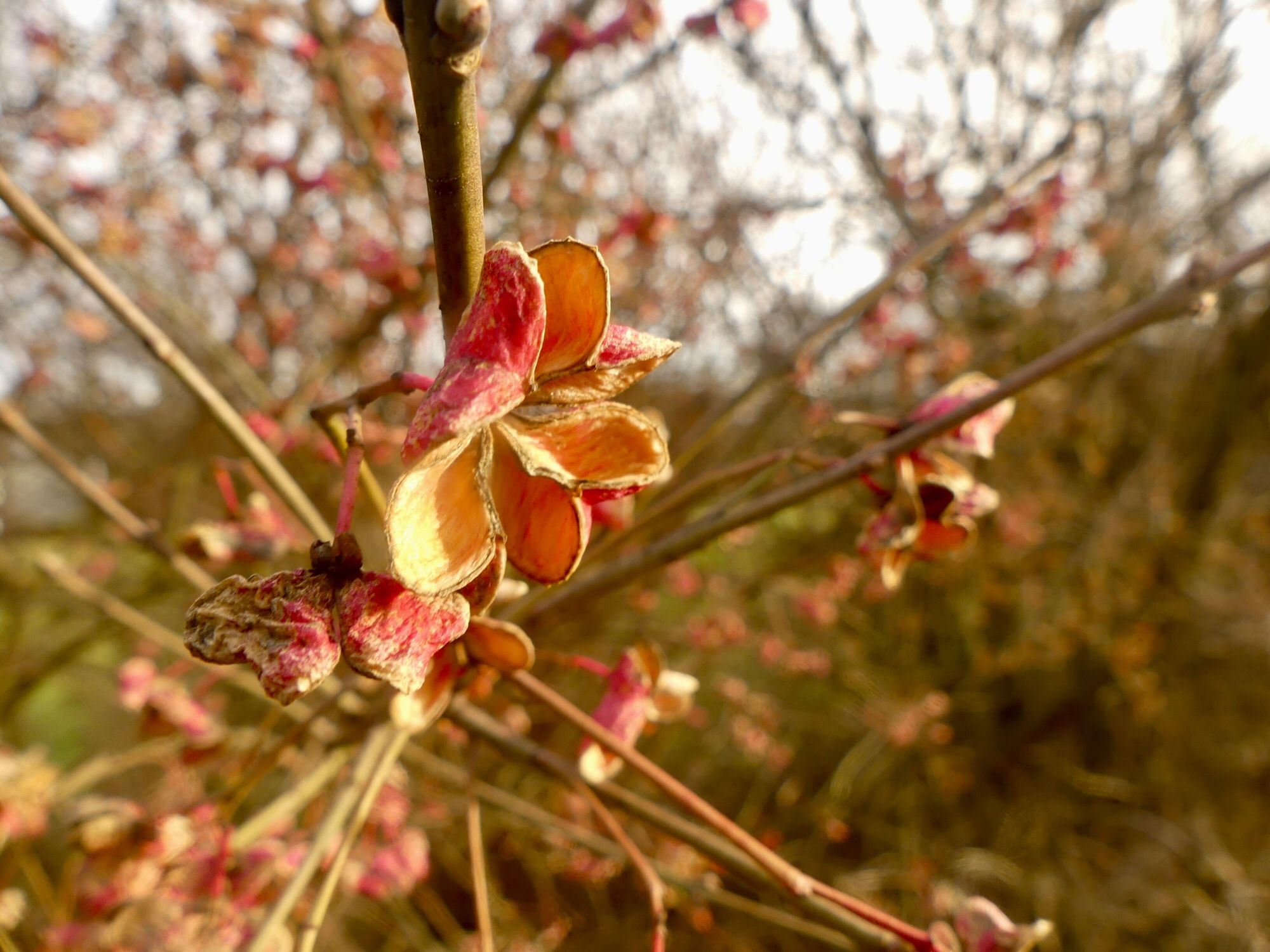 Vertrocknete rosa Blüten an einem unbekannten Strauch.