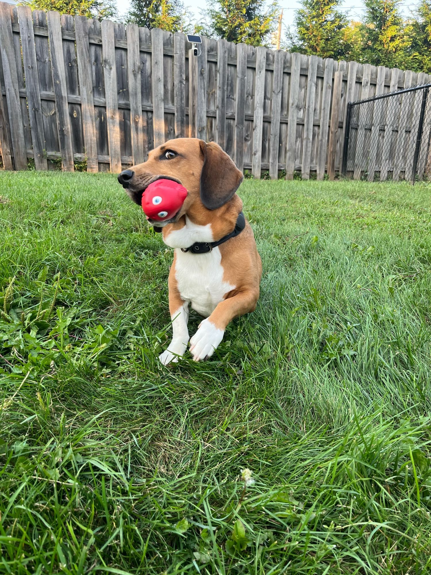 short-legged dog hanging out in the grass and playing with a red fish-shaped dog toy