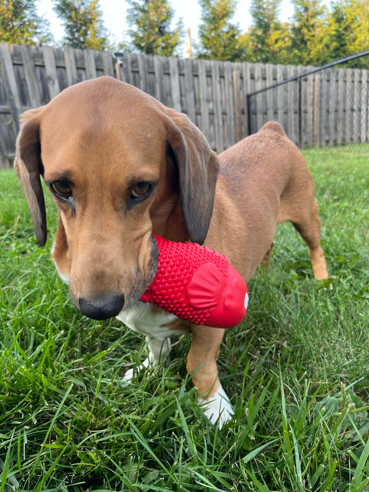 short-legged dog hanging out in the grass and playing with a red fish-shaped dog toy