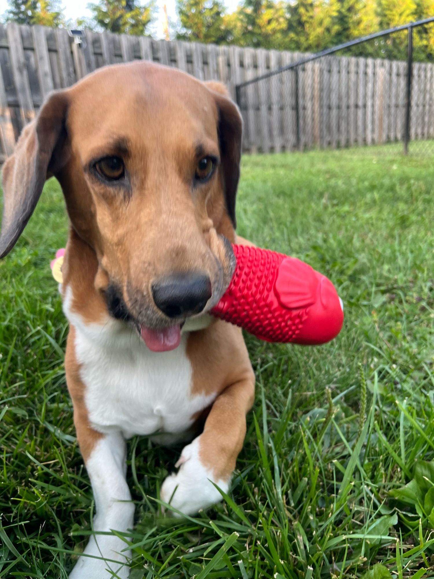 short-legged dog hanging out in the grass and playing with a red fish-shaped dog toy