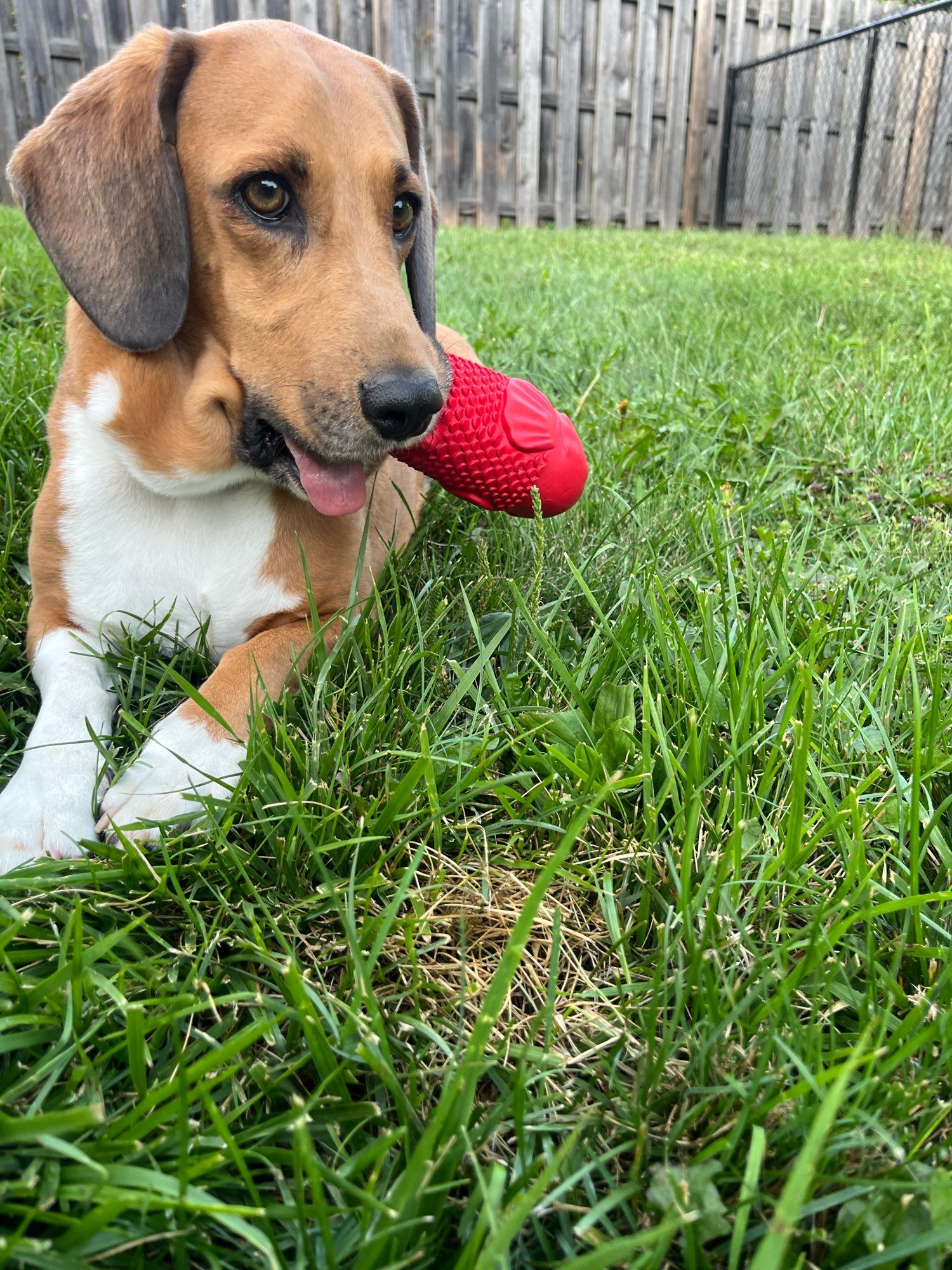 short-legged dog hanging out in the grass and playing with a red fish-shaped dog toy