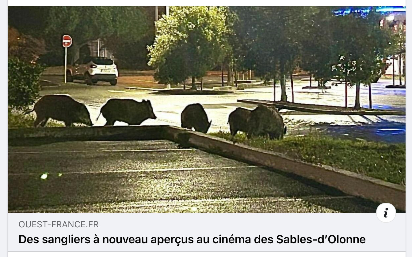 Capture d'écran d'une publication du journal Ouest-France sur Facebook dont le texte dit "Des sangliers à nouveau aperçus au cinéma des Sables-d'Olonne" accompagné d'une photos de sangliers sur le parking du cinéma.