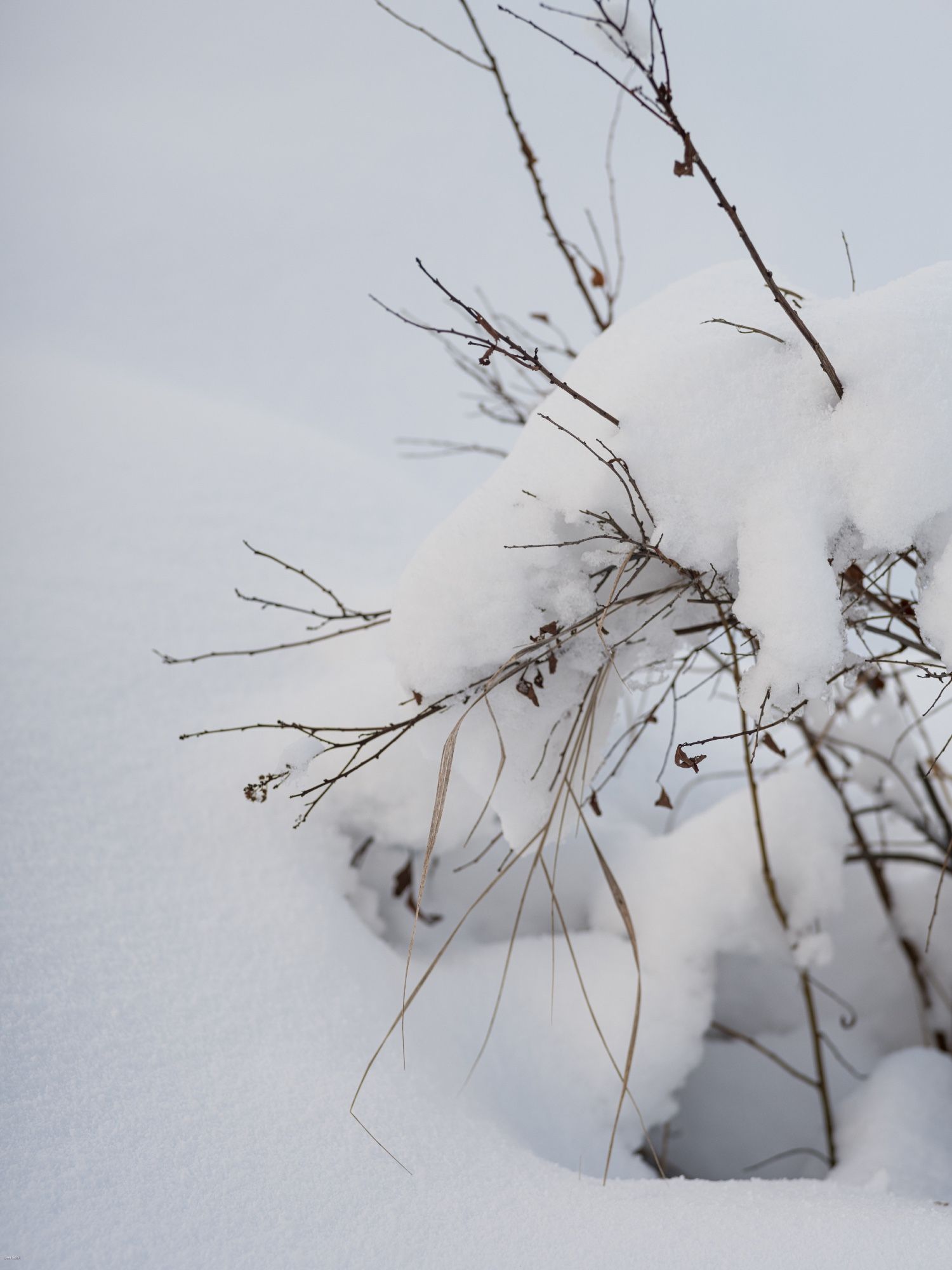 sprigs and grass loaded with snow