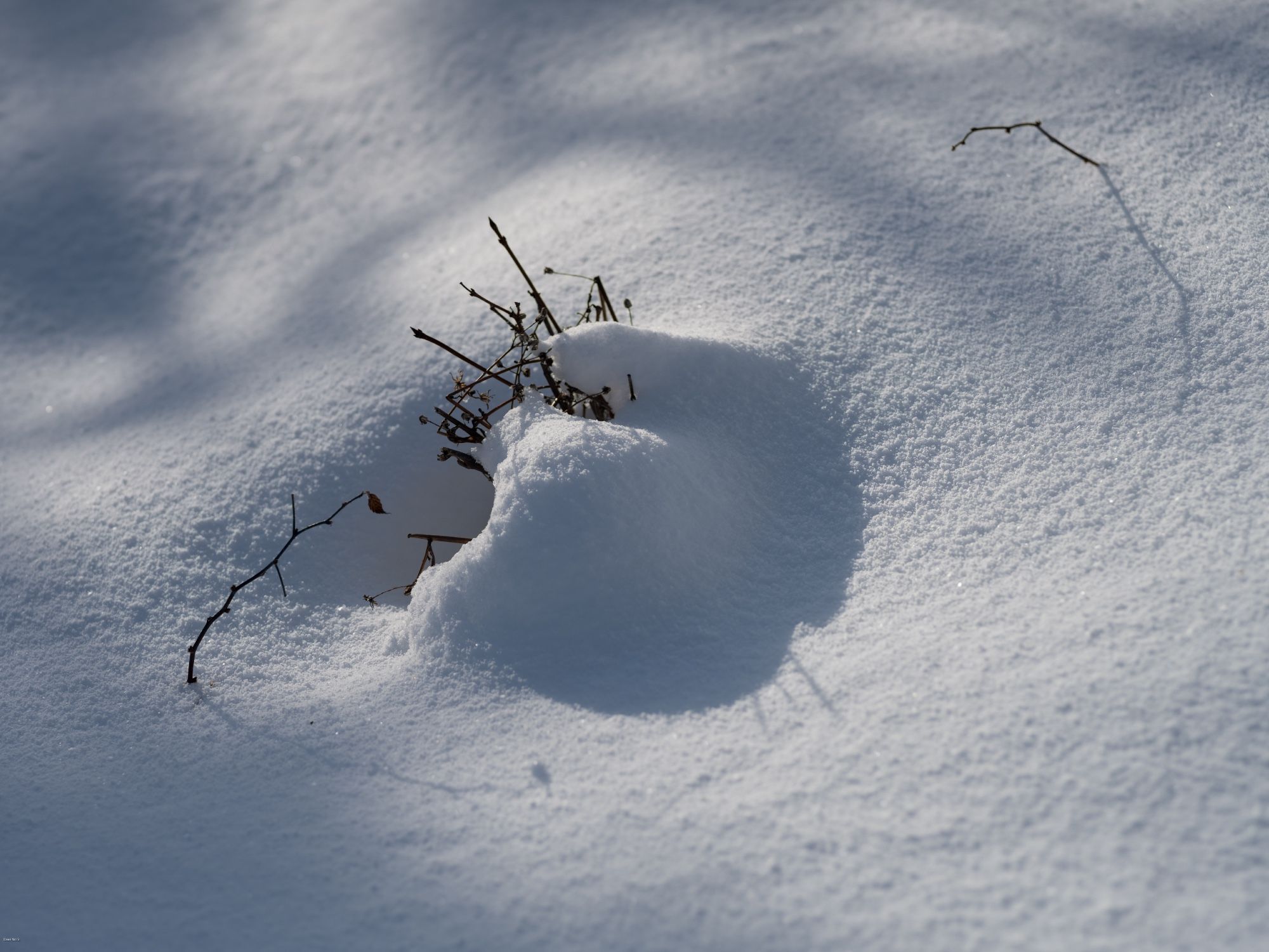 pocket of grass and raspberry in snow