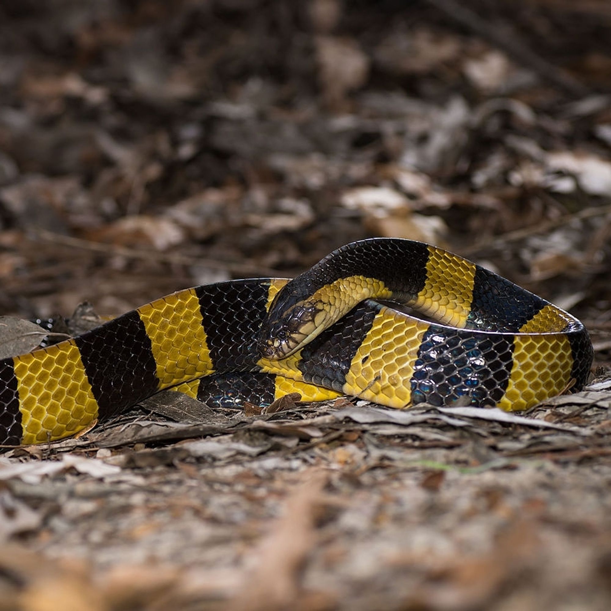 Gelbgebänderter Krait (Bungarus fasciatus)