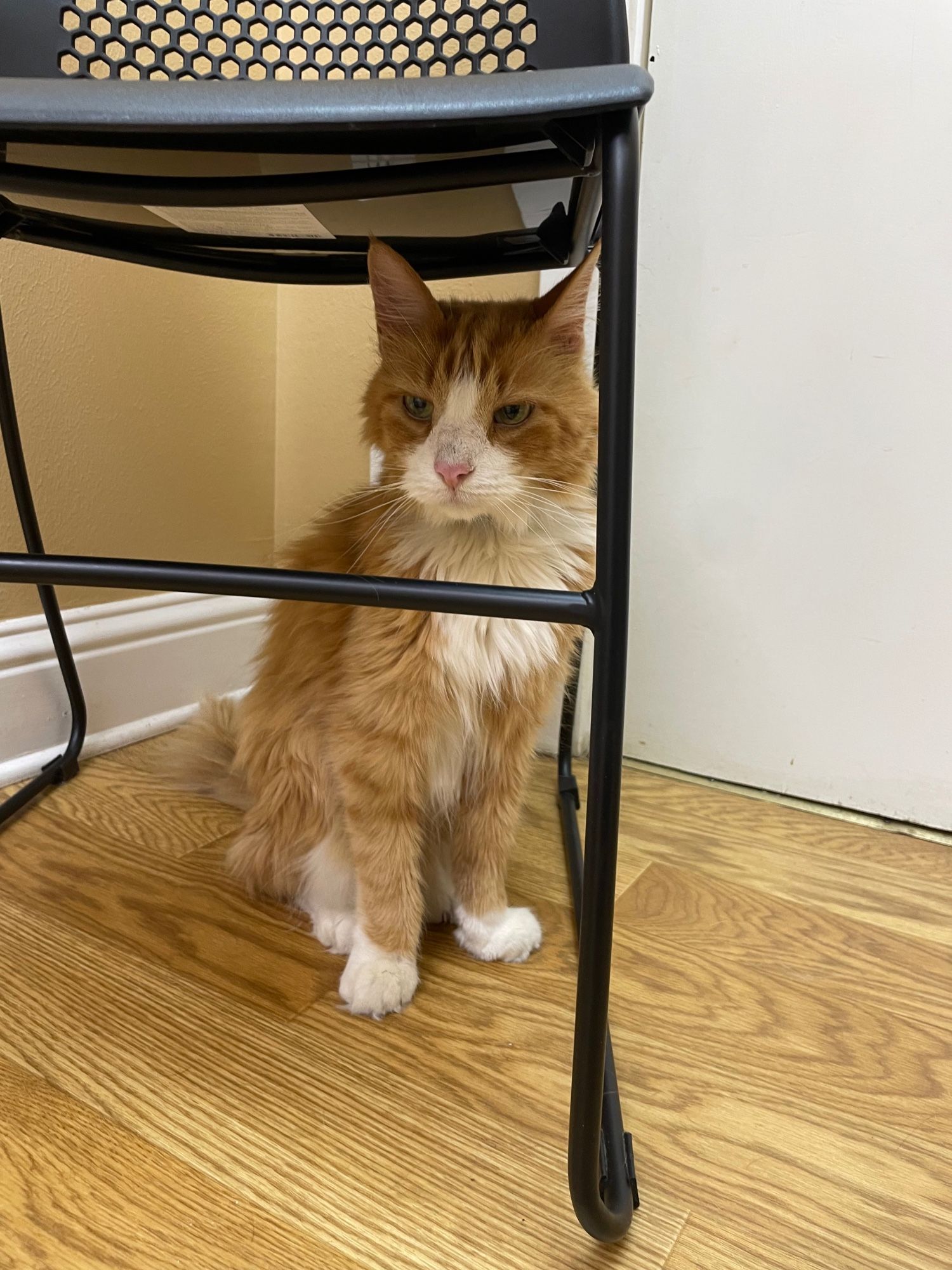 Photo of a fluffy orange and white cat, staring with disdain from under a chair in the vet’s office.