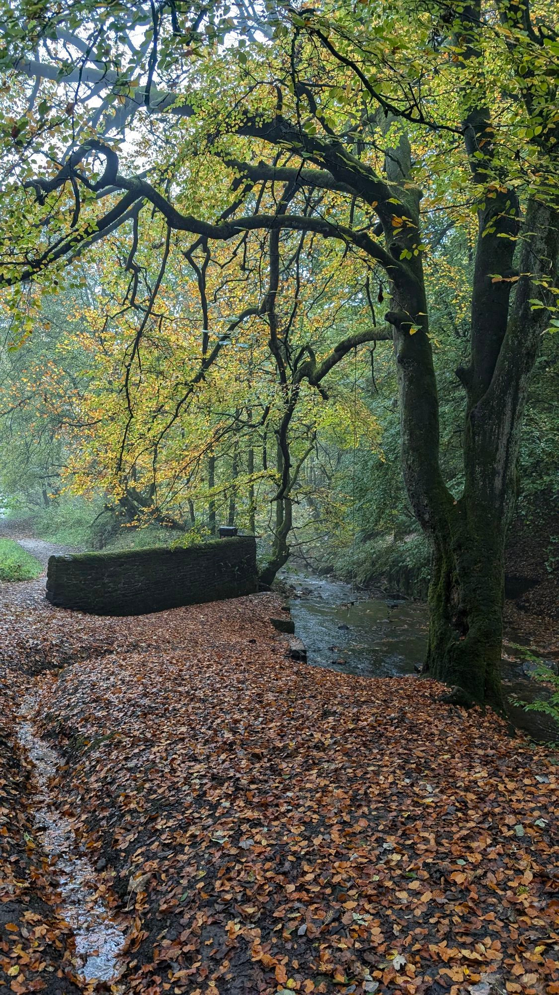 A photograph of a path through trees with fallen leaves and a stream visible to one side.