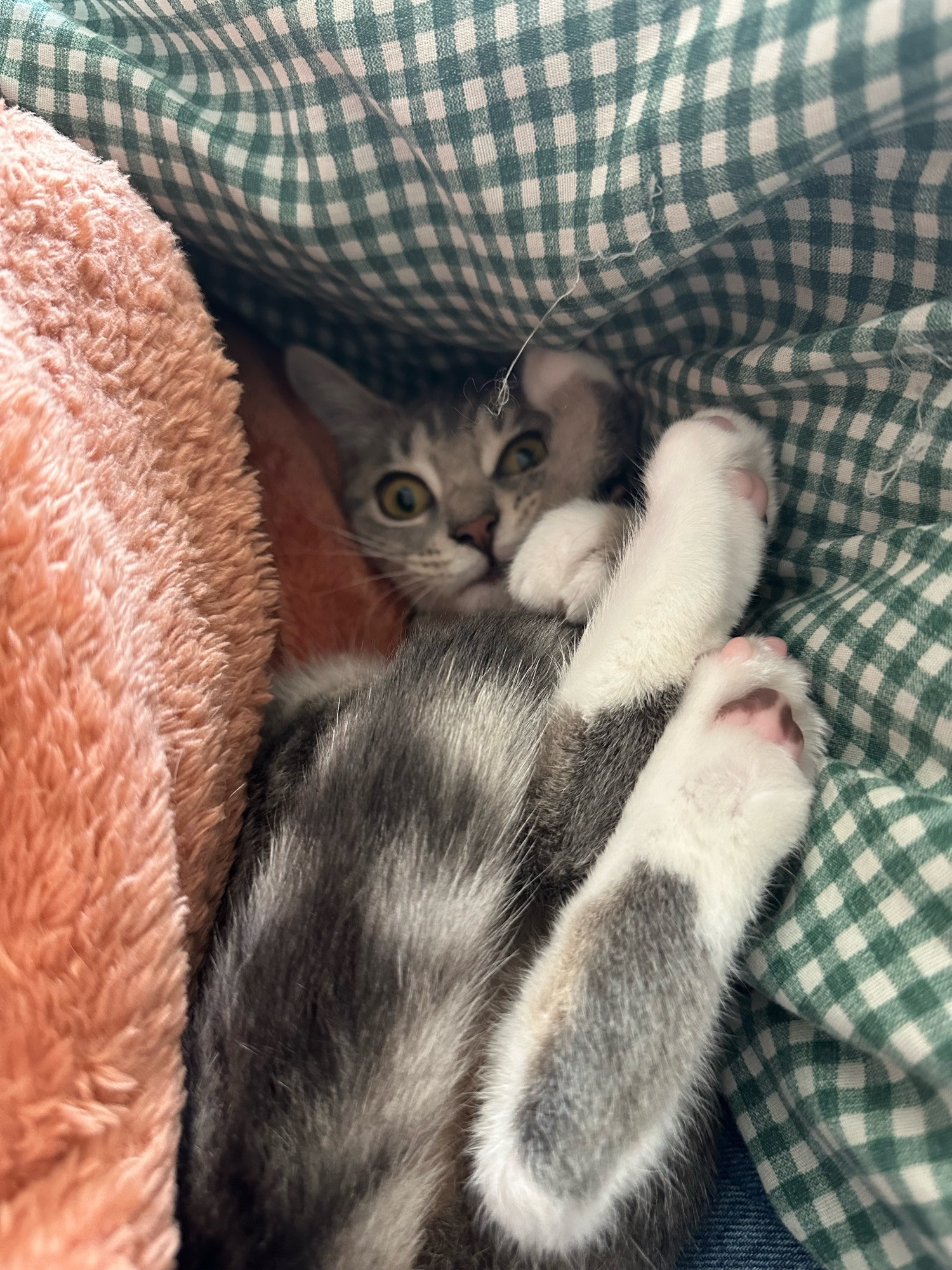 picture of Ashley’s grey and white kitty, Eowyn, fallen and stuck down between an orange blanket and a plaid green blanket. her back feet are sticking up in the air and her face is peaking out from beneath. She’s making a silly face because it’s all squished