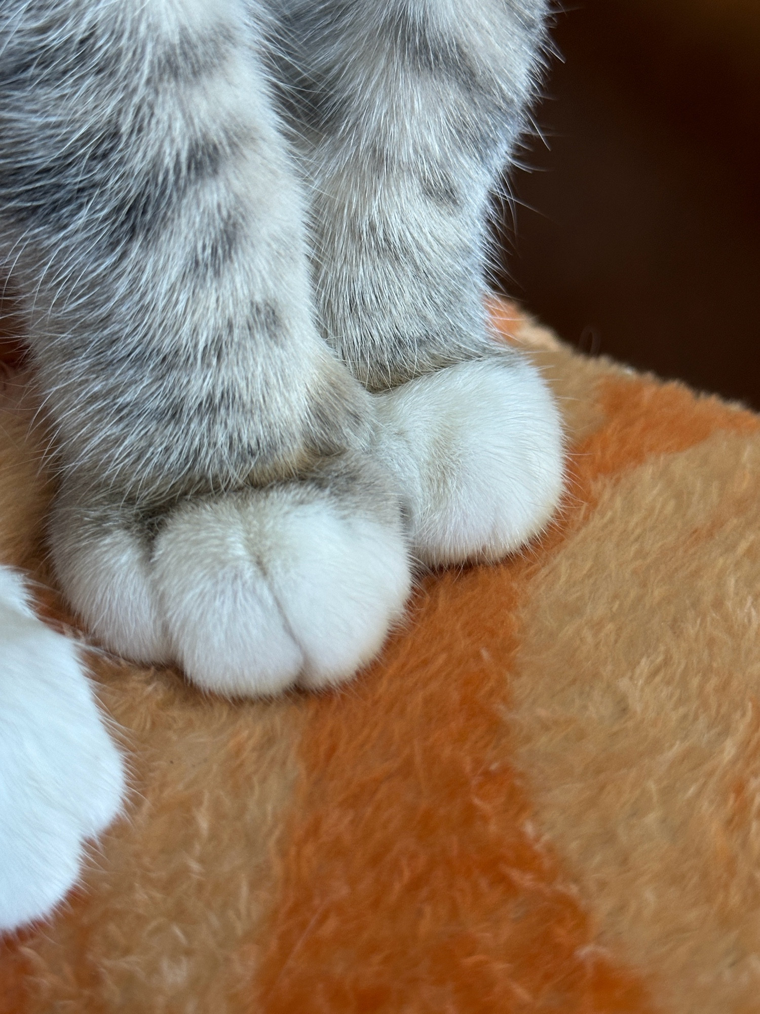 Up close picture of Ashley’s kitty, Eowyn’s, feet. She has grey legs and little white toe socks. She’s sitting on top of an orange blanket 