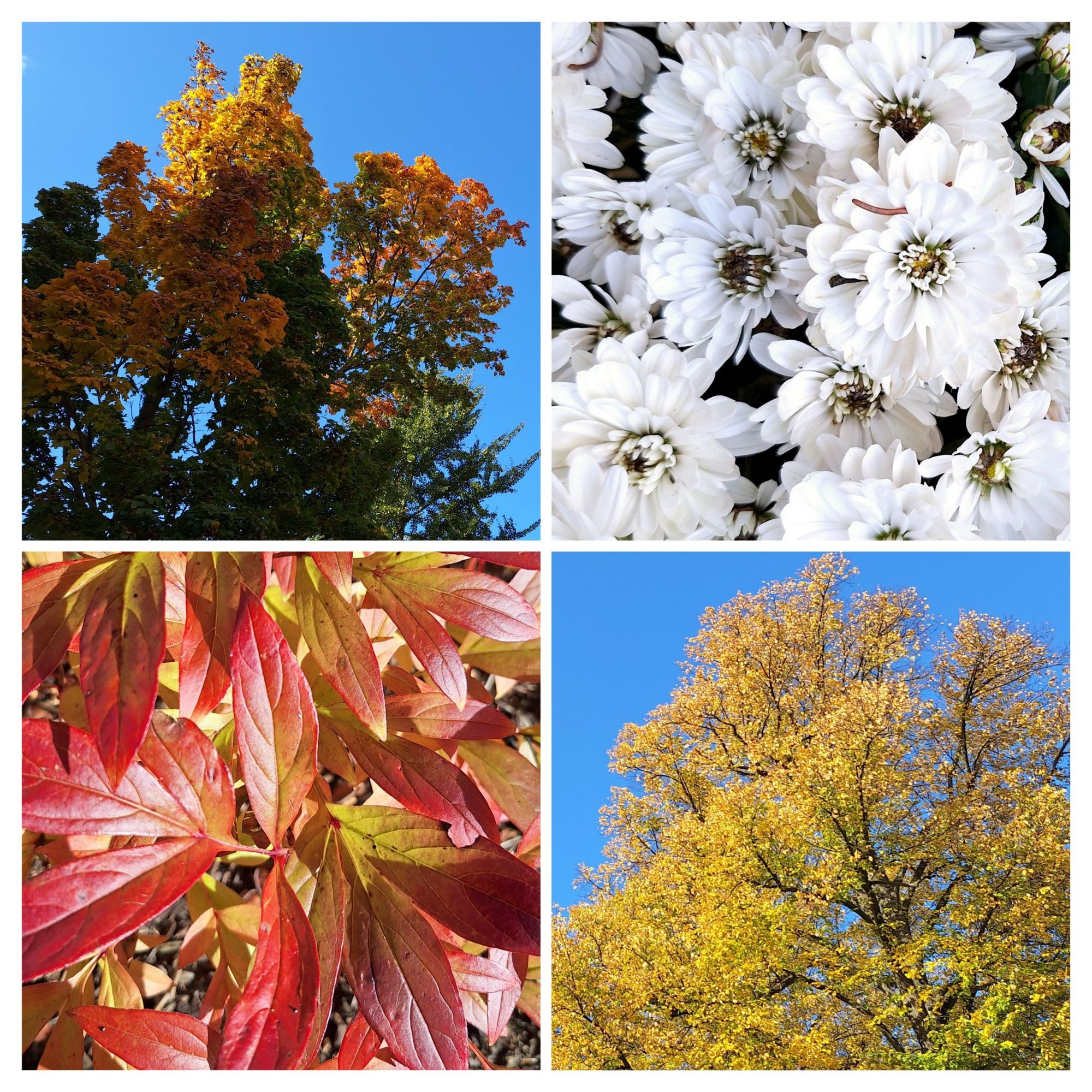 Collage aus weißen Blüten, goldener Baumkrone undbunter Baumkrone vor blauem Himmel, rot-goldene Blätter.