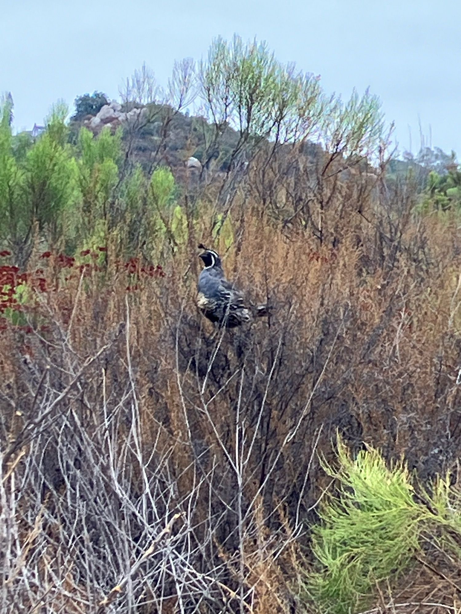 A male California quail of blue sits in a brown bush with a mountain in the background. The quail’s signature comma feather is visible. He is very round.