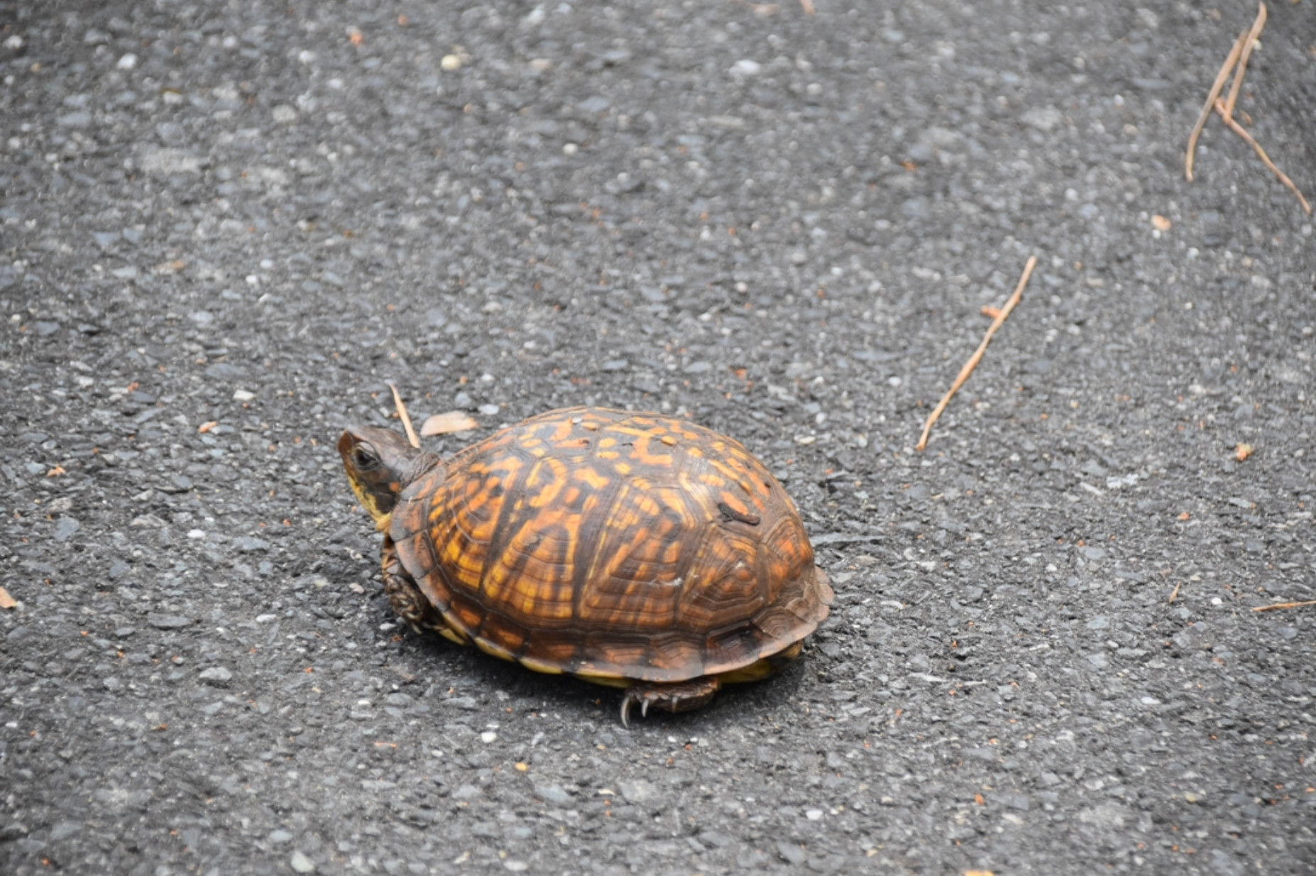 A photo of a small turtle with its head pointing toward the left with a shell that is rounded, and its colors are in patterns of dark brown and beige. It is beautiful and if you are fortunate, you may find one in igardens and green spaces.