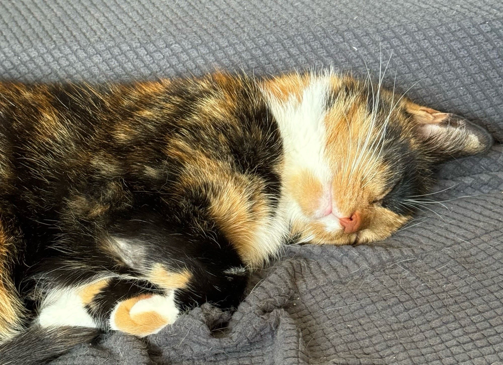 Triss, a tortie cat asleep on the sofa