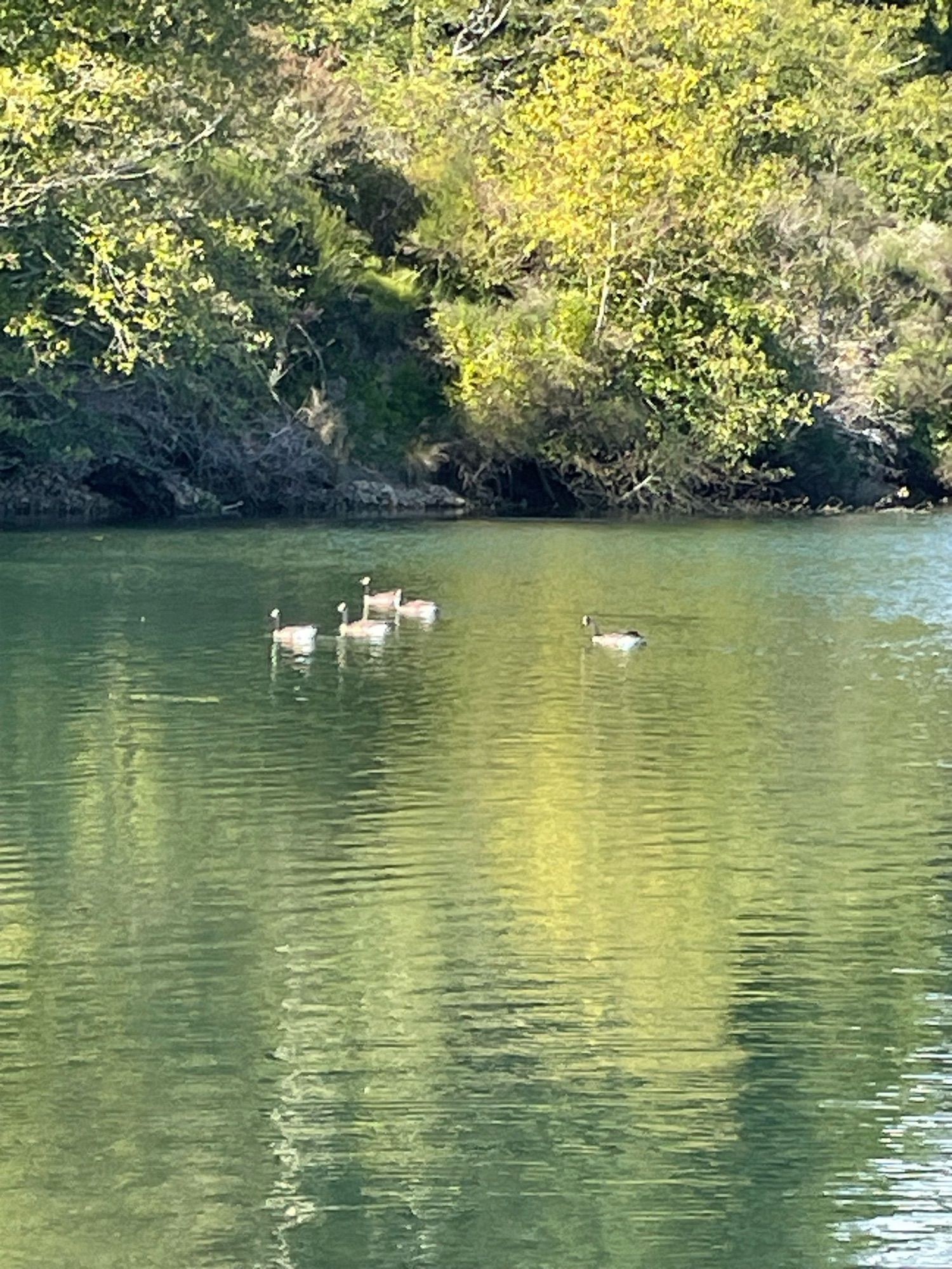 Geese enjoying a leisurely swim.