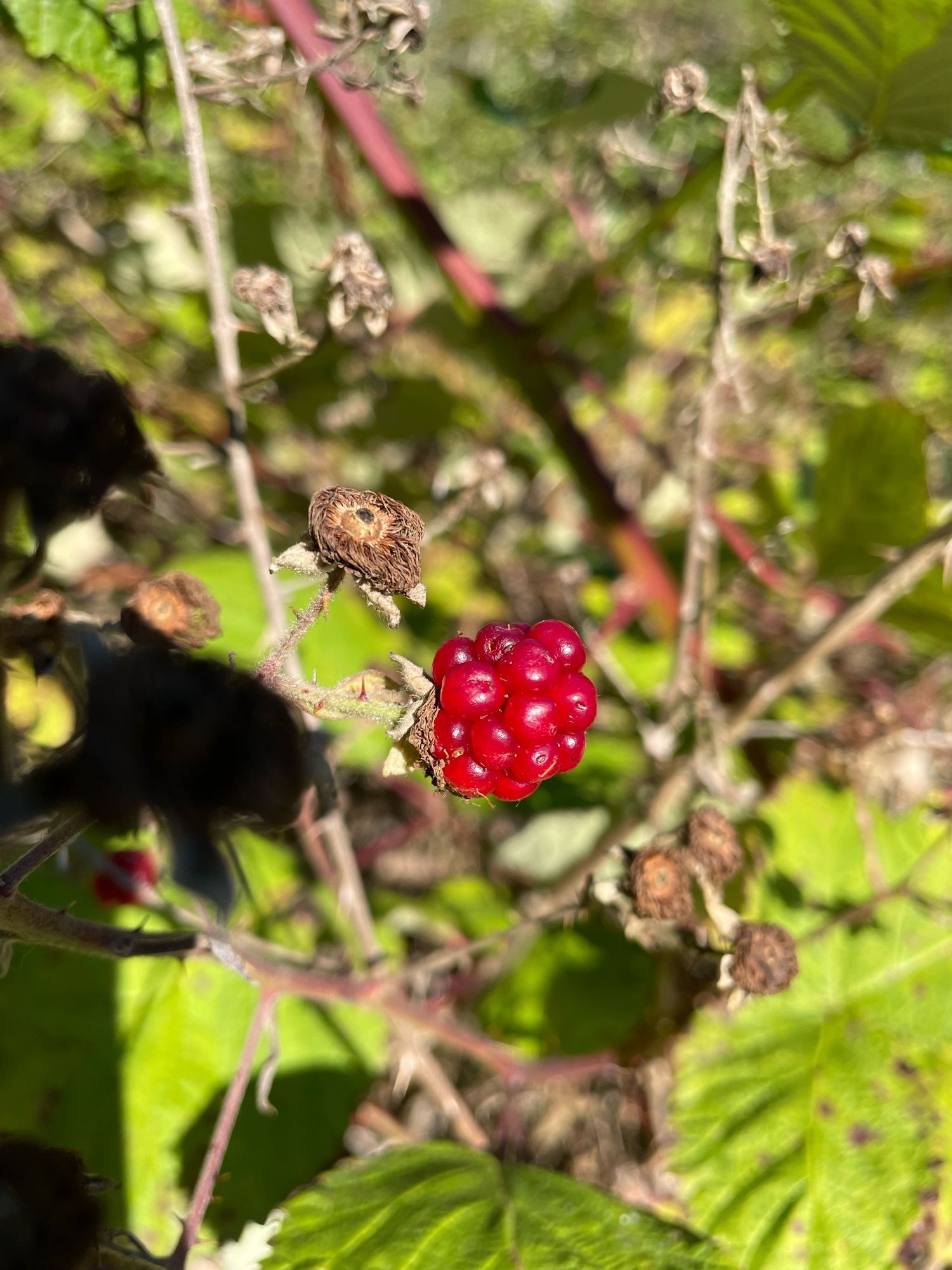 One lonely ripening blackberry on its stem.