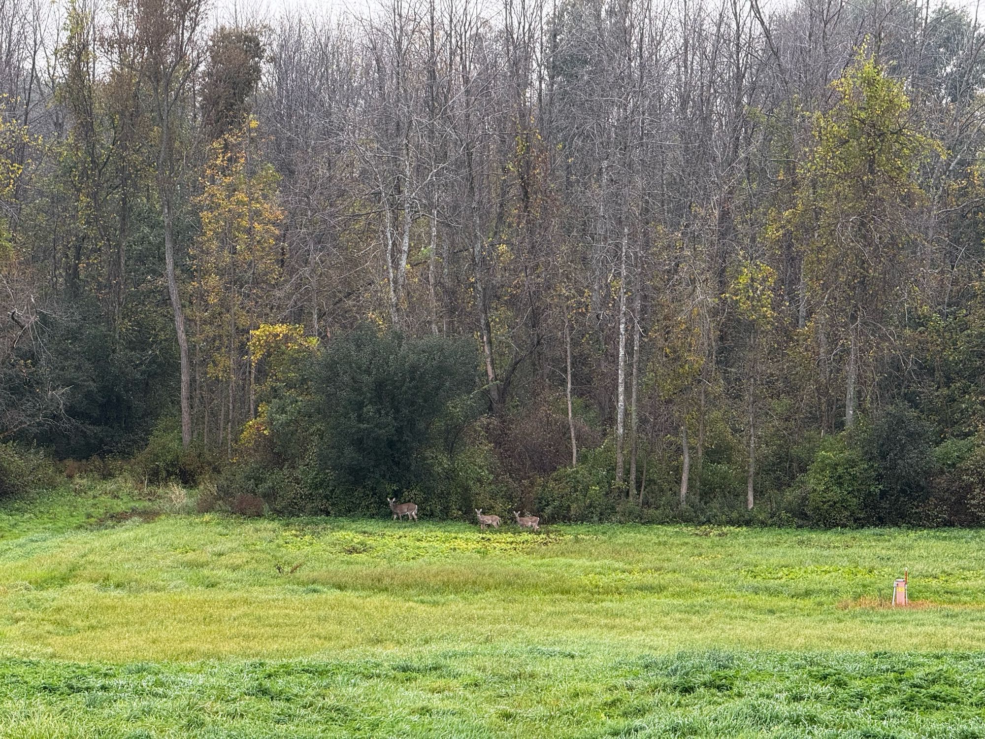 A green field of grass leads to a line of trees where three deer watch me.