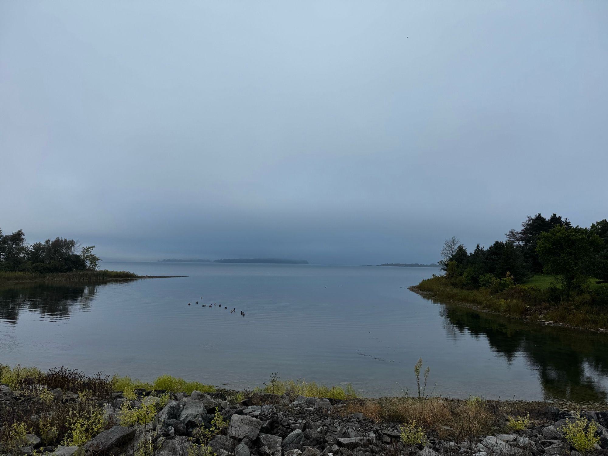 A cloudy and misty morning with geese swimming about on the calm water. There’s sky is gray with clouds.