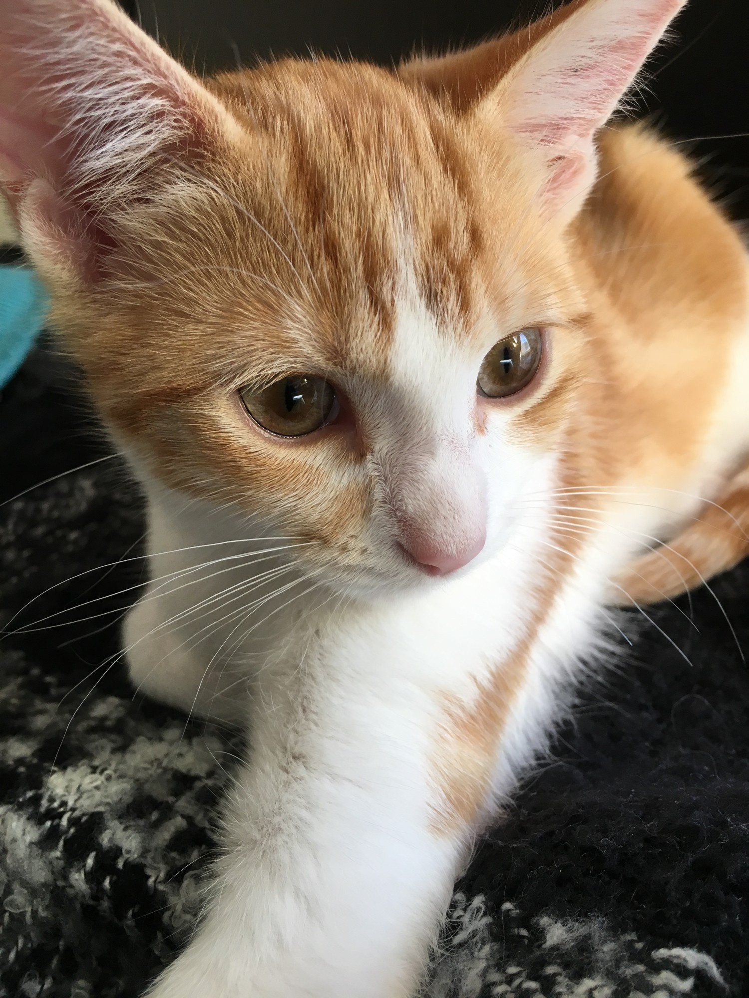 Close photo of ginger cat with white paw and dark eyes.