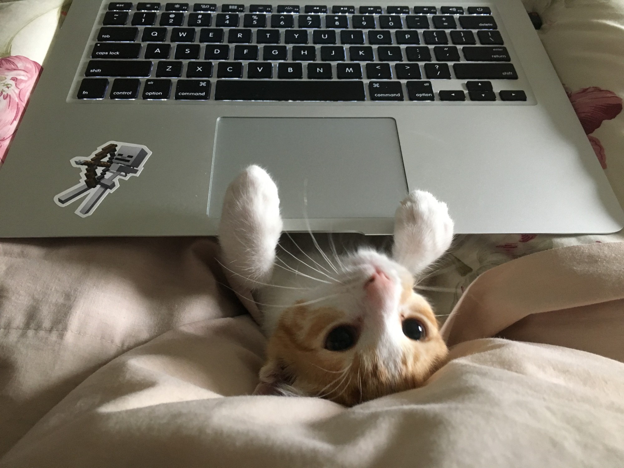 Small white cat with ginger face and dark eyes, lying underneath keyboard with paws on computer touchpad.