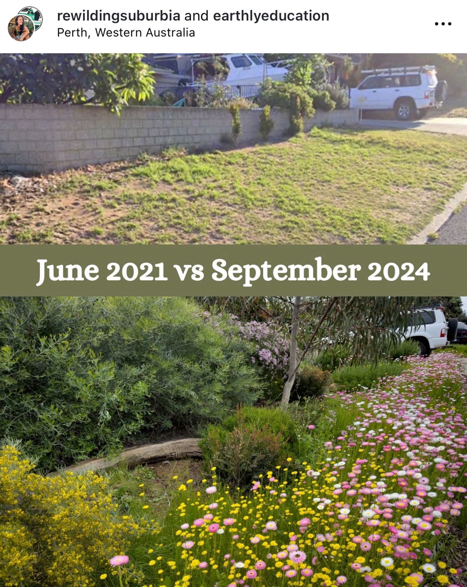 “Transforming your lawn into a habitat garden not only reduces maintenance and water usage but also creates a thriving ecosystem for pollinators, birds, and beneficial insects. By choosing native plants, you foster biodiversity, enhance soil health, and contribute to a healthier environment.”

- Rewilding Suburbia on Instagram

#rewildingsuburbia #urbanbiodiversity #gardentransformation #habitatgarden #gardenbeforeandafter less

Link:

https://www.instagram.com/p/DAb4aRPTHhr/?igsh=dWh0eTk2bzdmM29o