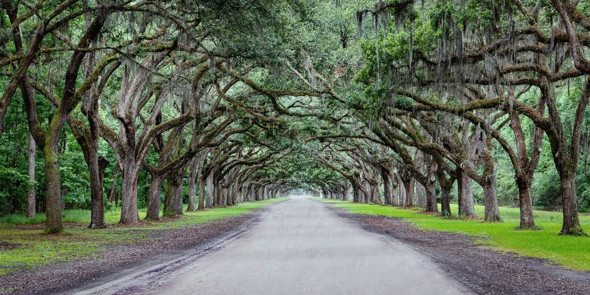 A tree-lined lane recedes into the distance.

The wide, flat graveled line starts in the front of the photograph, filling it from edge to edge, and leads off into the distance.

Live oak trees line both sides of the lane and grow over the top of it. The trees are lush and green. Spanish moss covers the trees and drapes into the center.