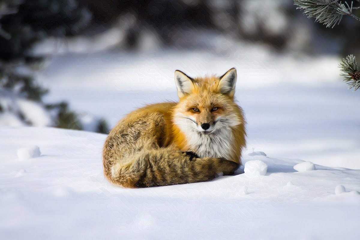 A fox curled up in the snow.

The photograph shows a fox curled up in the snow looking right at the camera. Its ears are up and alert, but overall, it is relaxed. Its tail is wrapped around and in front of its body.

It is resting on a snowbank, and there are small snowballs to either side of it. The background is out of focus, but there is a pine tree branch n the upper right framing it.