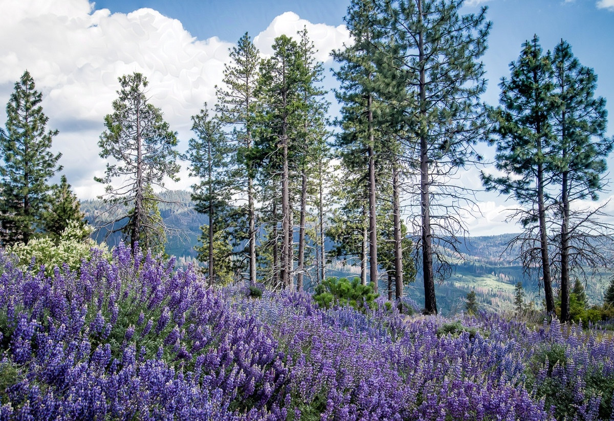 Purple Lupines cover a hillside. The flowers cover a small hill on left side of the image; the hill slopes down and to the right. 

Behind the lupines tall pine trees reach toward the sky. Some of the trees go out of the frame at the top.

Behind the trees are distant hills and above them is a blue sky with big cumulous clouds. It is more cloudy on the left side than on the right.