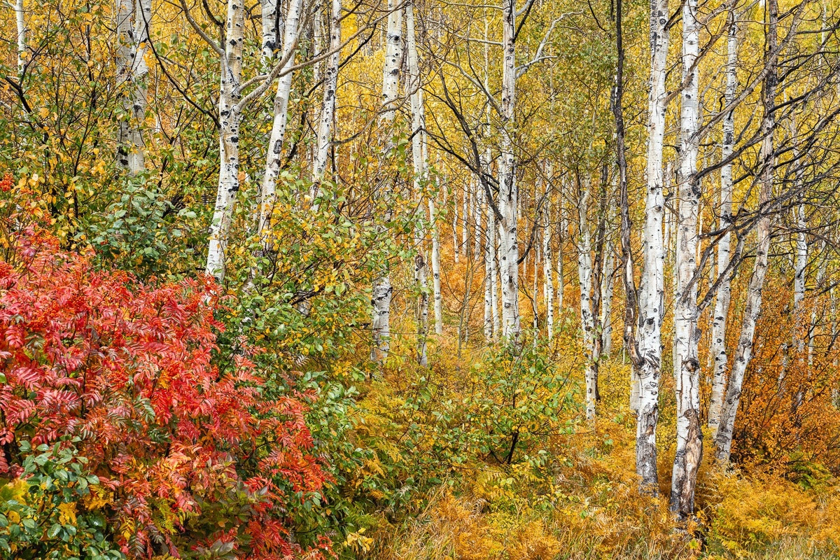 A dense stand of aspens and a red ground foliage.

This photograph has no sky and all you can see is aspens and ground cover. The medium-bodied aspen trunks are in the center-right of the frame, and the aspens are in full color.

In the lower left is foliage with bright red leaves, and in the far right is foliage with orange leaves.