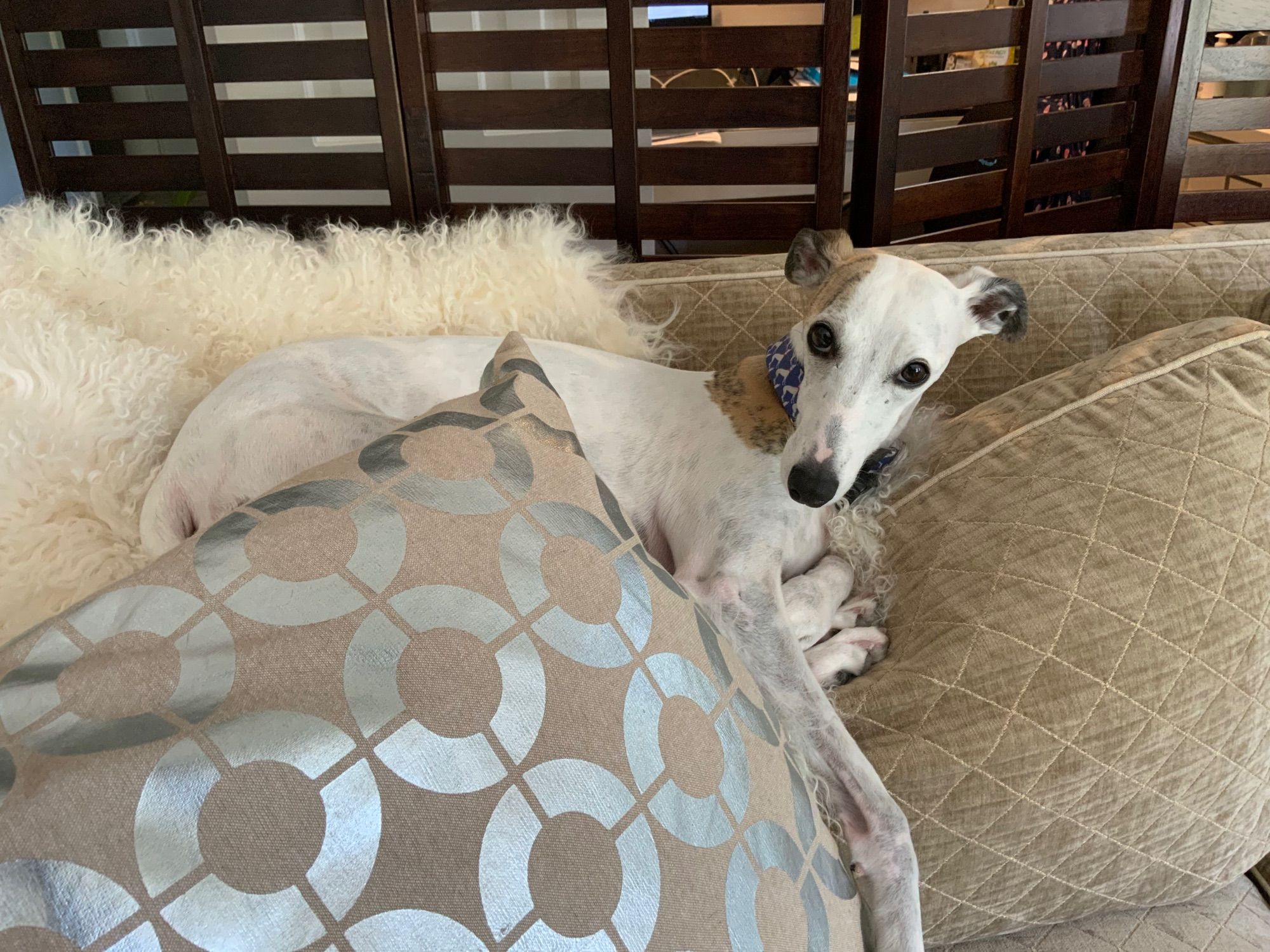 June the white/blue brindle whippet is ensconced on a sofa cushion, a pillow and a sheepskin throw.  June is the daughter of Be, both lovers of comfort.