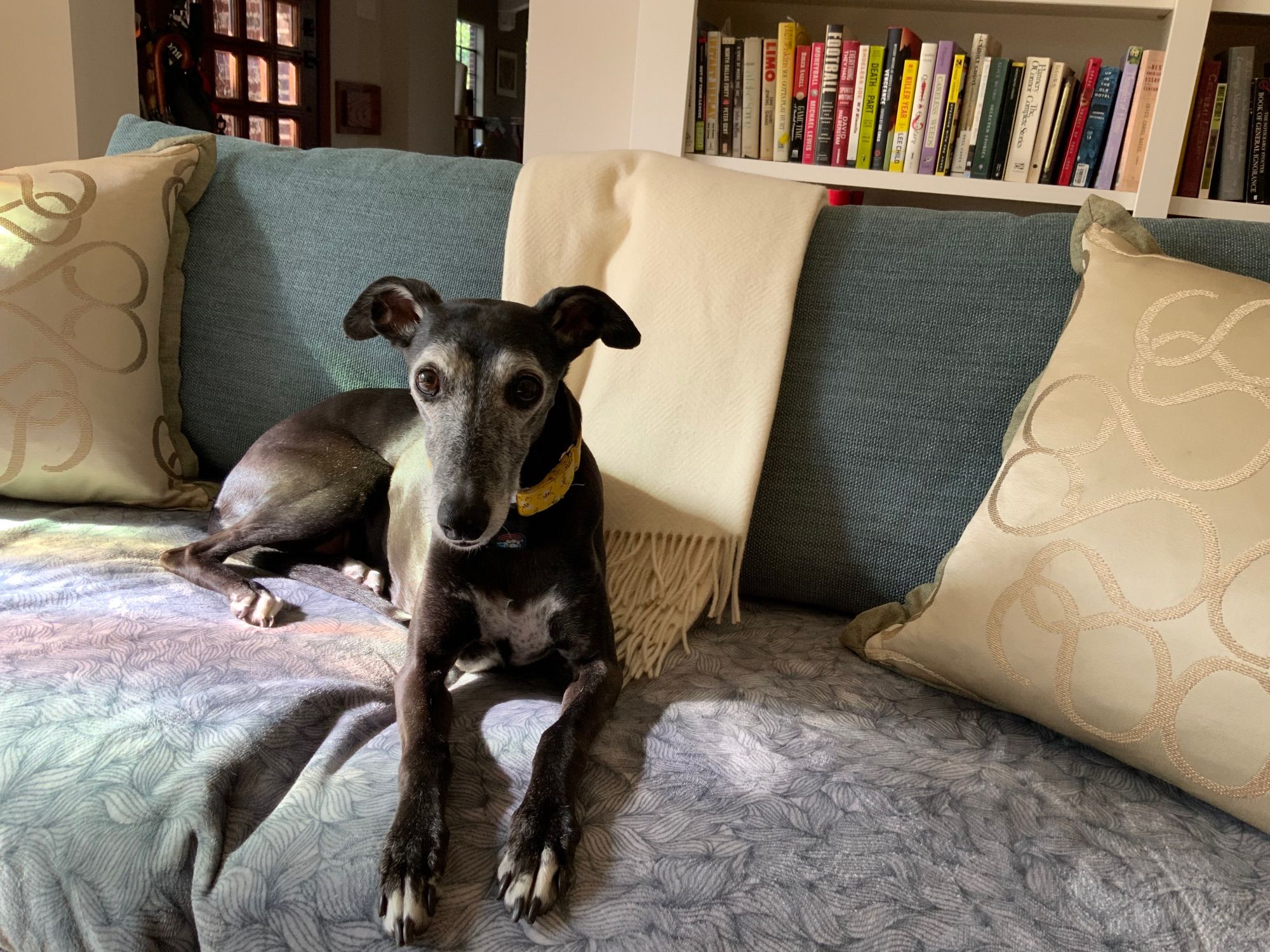 Be the 13.5 year old black whippet relaxes on the sofa, ears up listening to what her daughter June is doing out of camera view.