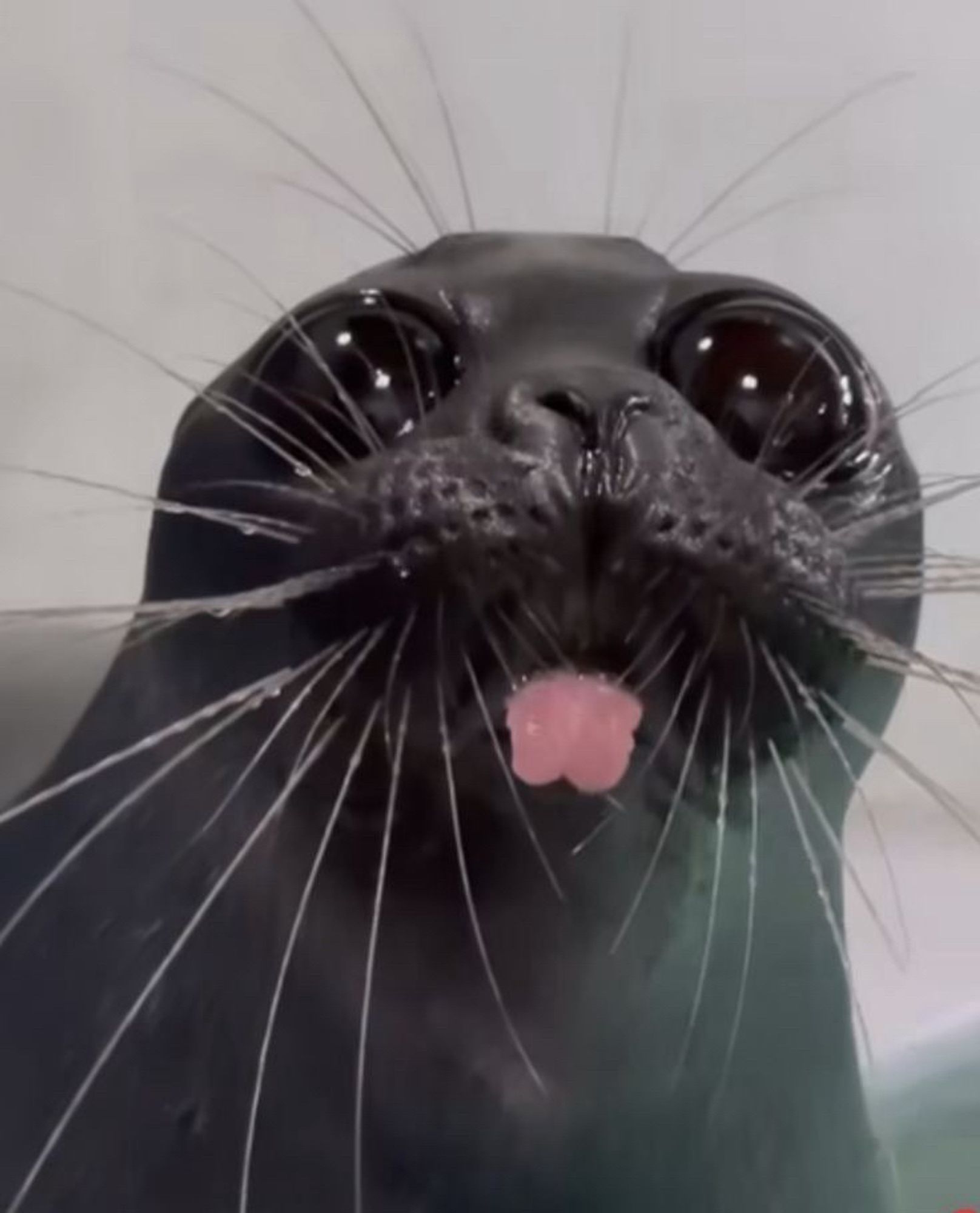 close up de uma foca baikal olhando pra câmera com a língua de fora. ela tem bigodes e olhos enormes