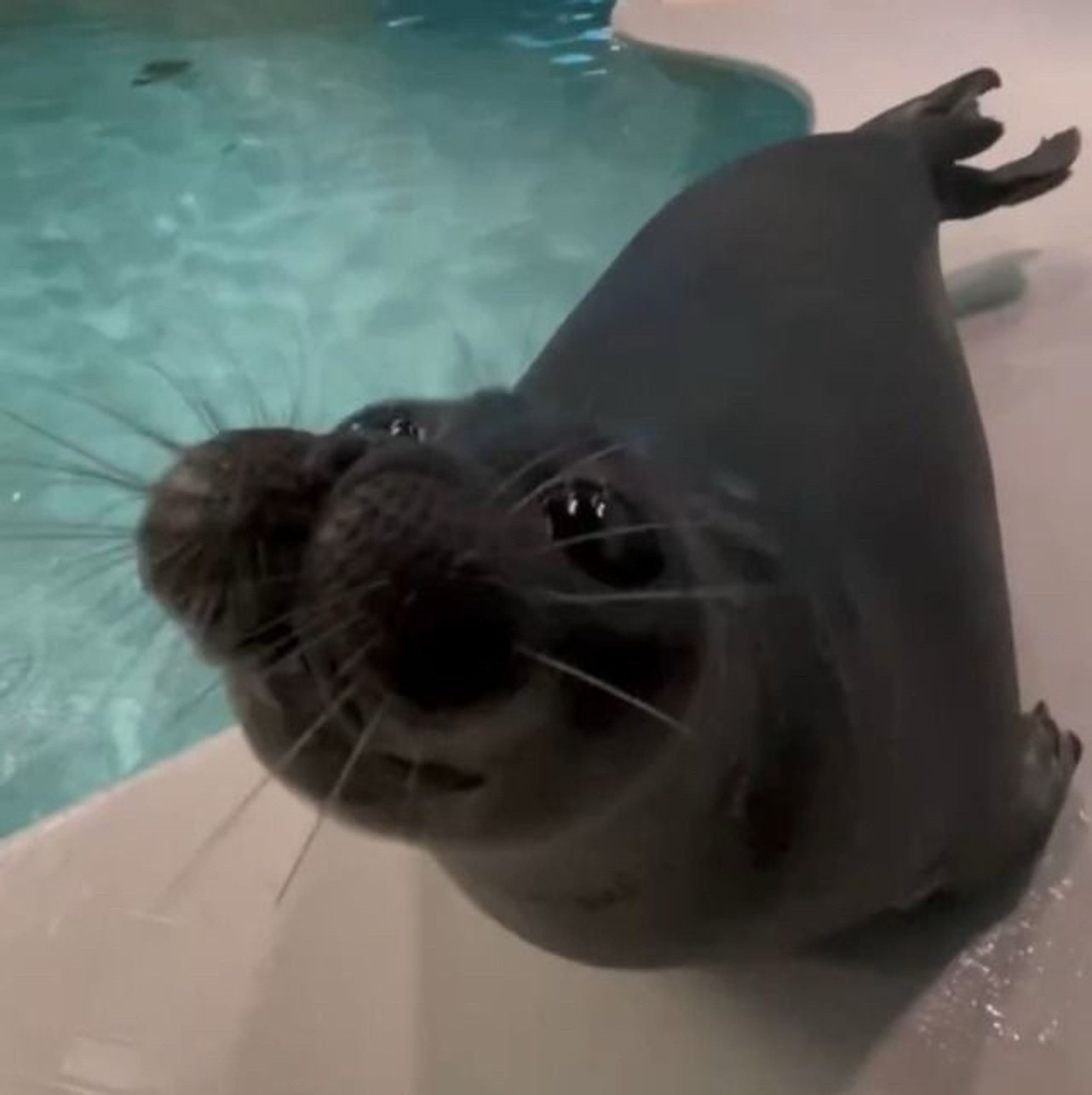 foto de uma foca baikal olhando pra cima com os bigodes bem espaçados e grandes, ela tem uma carinha bobinha e parece o emoticon “:3”