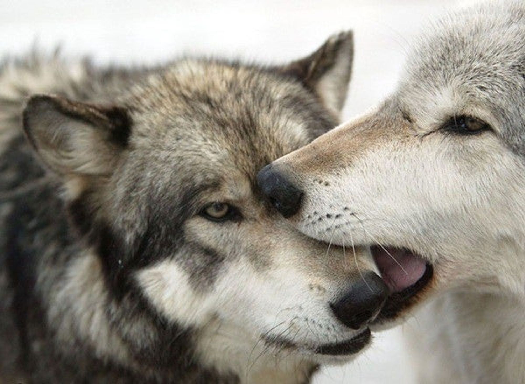 a wolf biting another wolf on the muzzle, jaw sparring