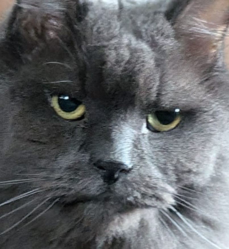 Grey cat, VERY judgemental