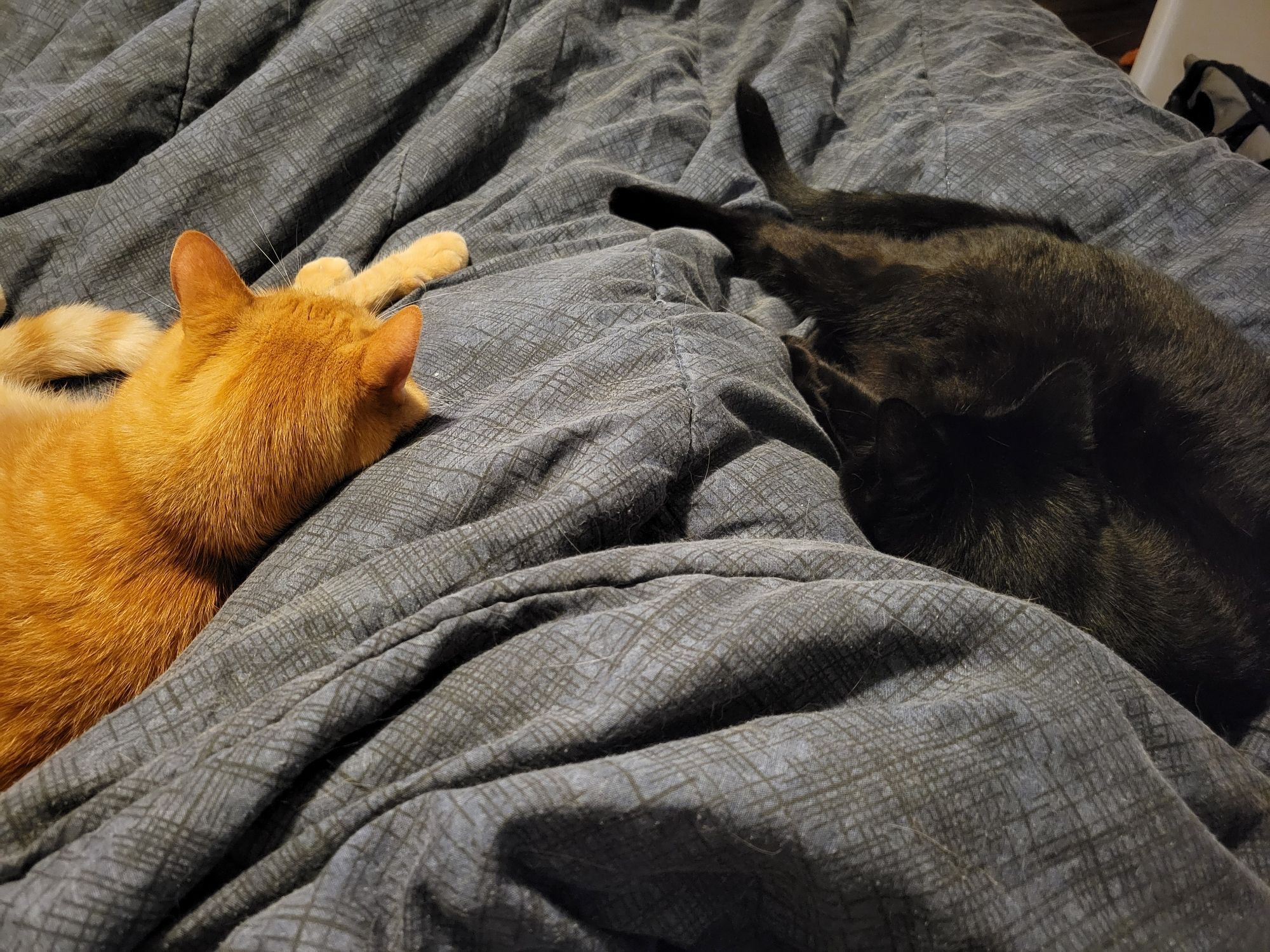 Two cats curled up on a blue duvet. An orange tabby to the left of a person's legs, and a black void on the right.