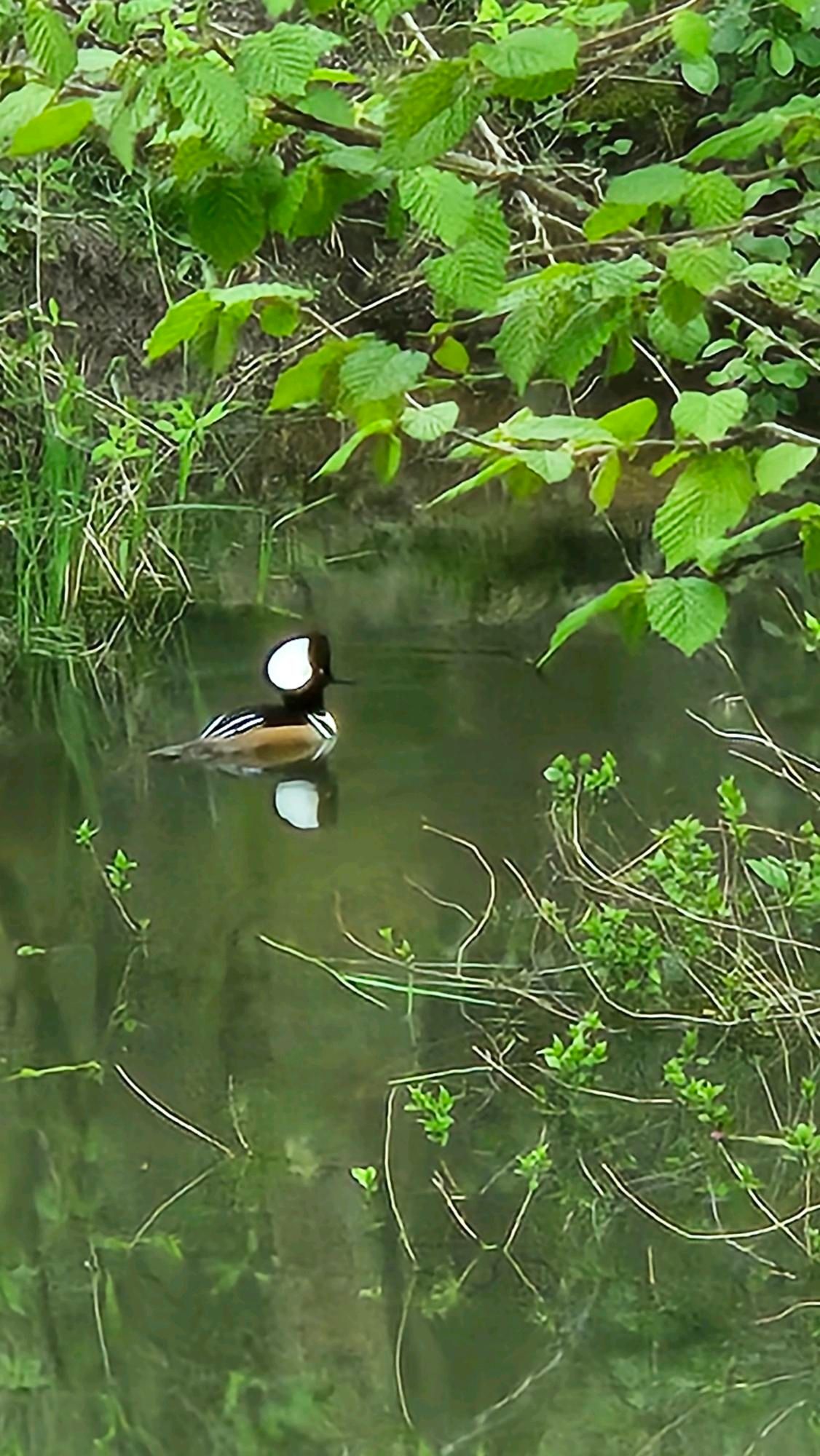 Hooded merganser, known for their feathered goods, have bold white spots in the hood, much like a bufflehead. He's floating peacefully among the native plants of spring