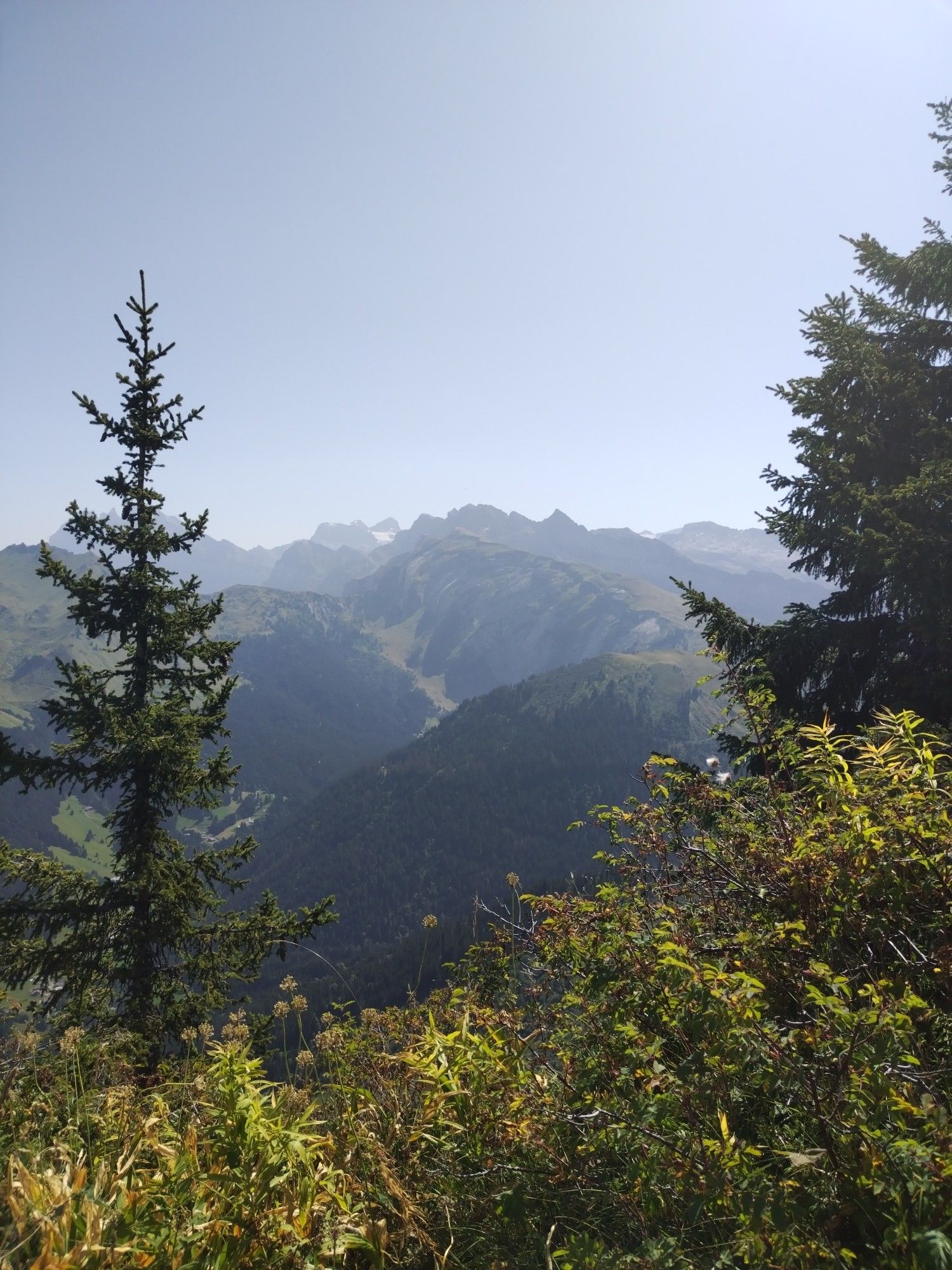 Col près de Morzine, en 1er plan un sapin et au loin des montagnes dont le Mont blanc.