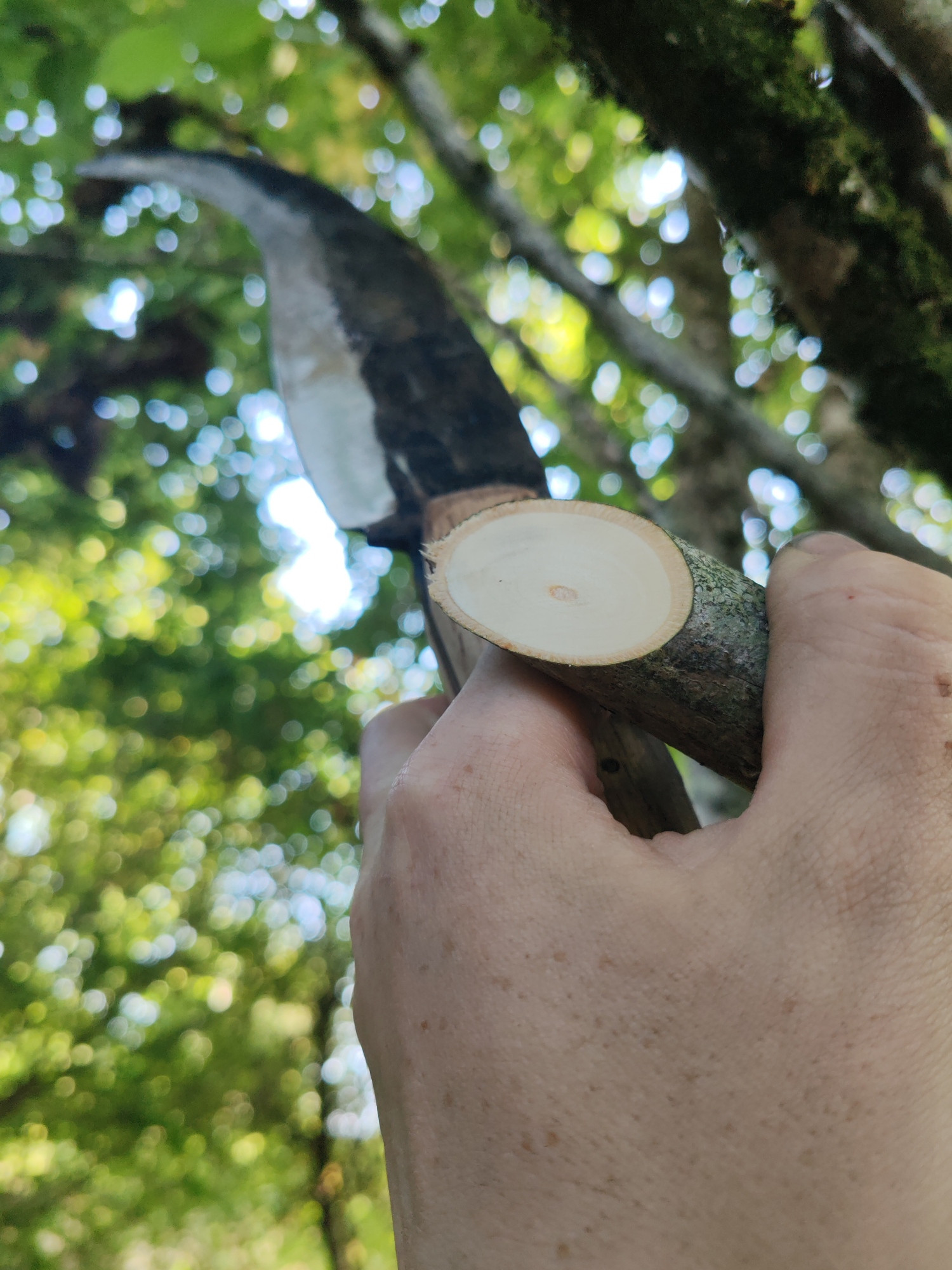 Branche de 3cm coupé net avec en fond la serpette 