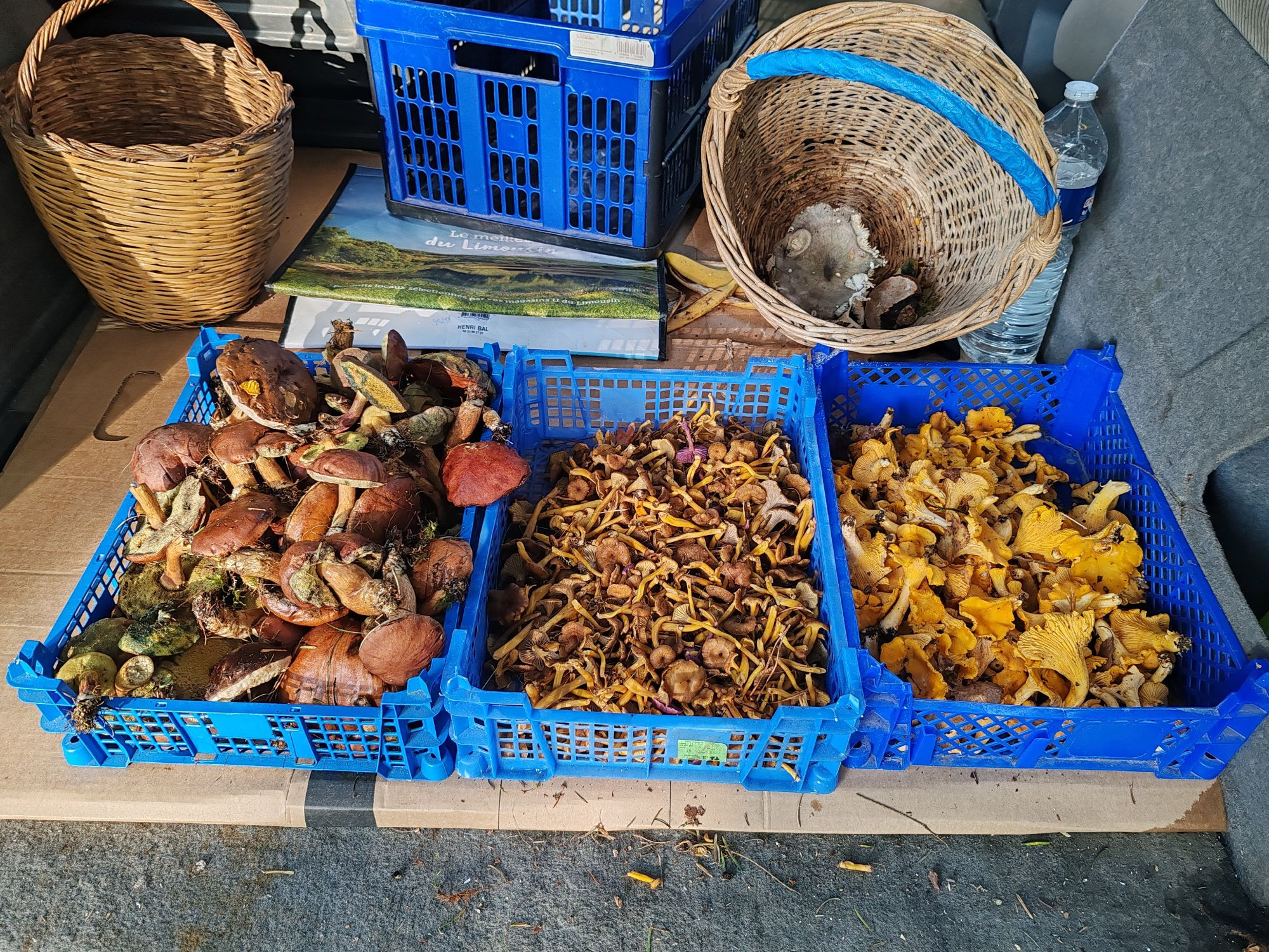 Pleins de champignons dans des casier 
Bolet bai chanterelle et girolles 