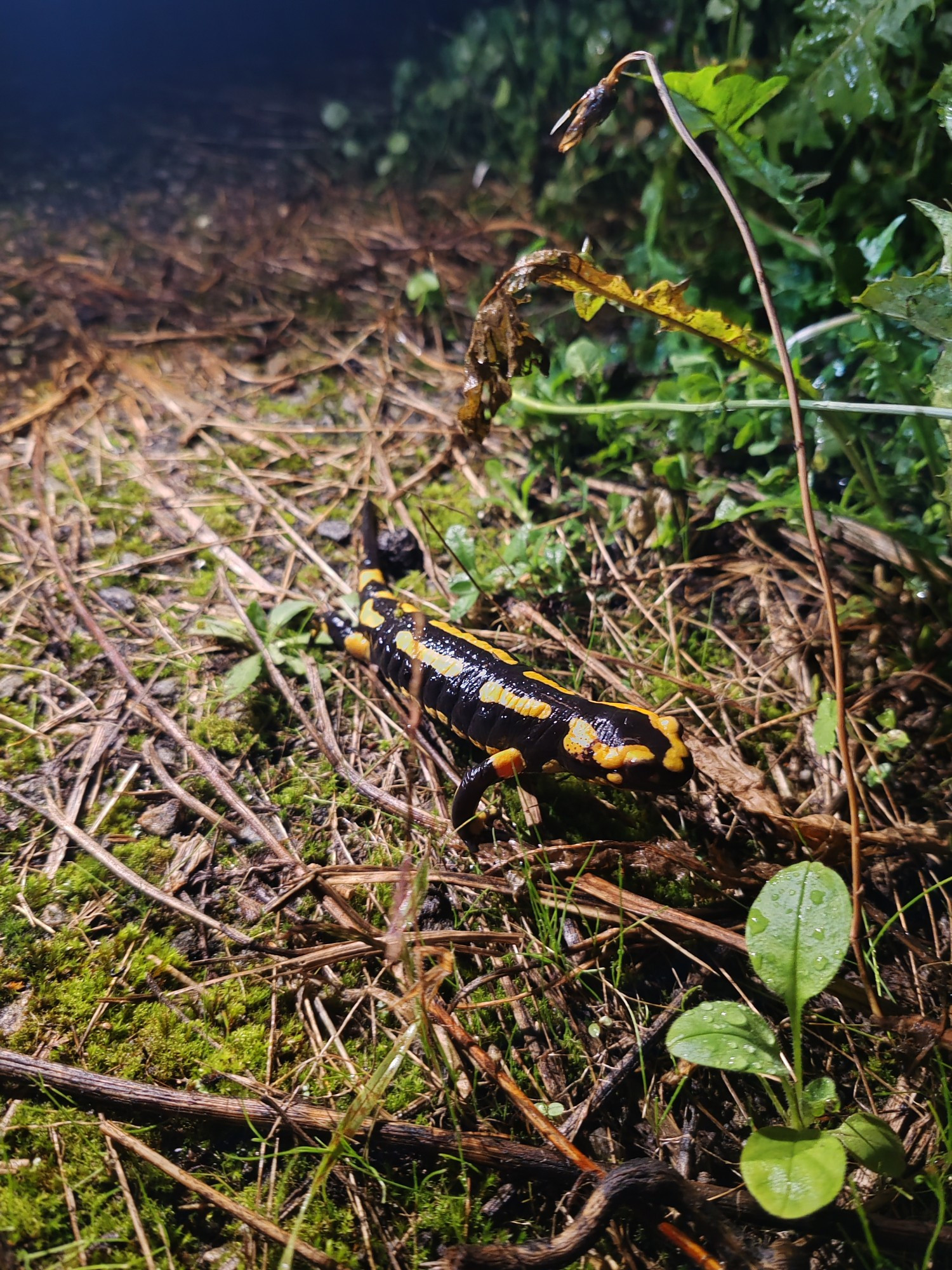 Une jolie salamandre tachetée vu la nuit 