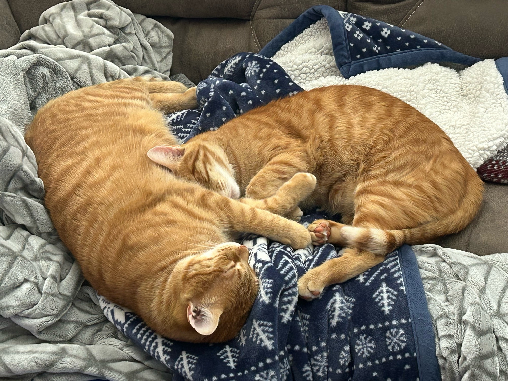 2 silly lil orange cats